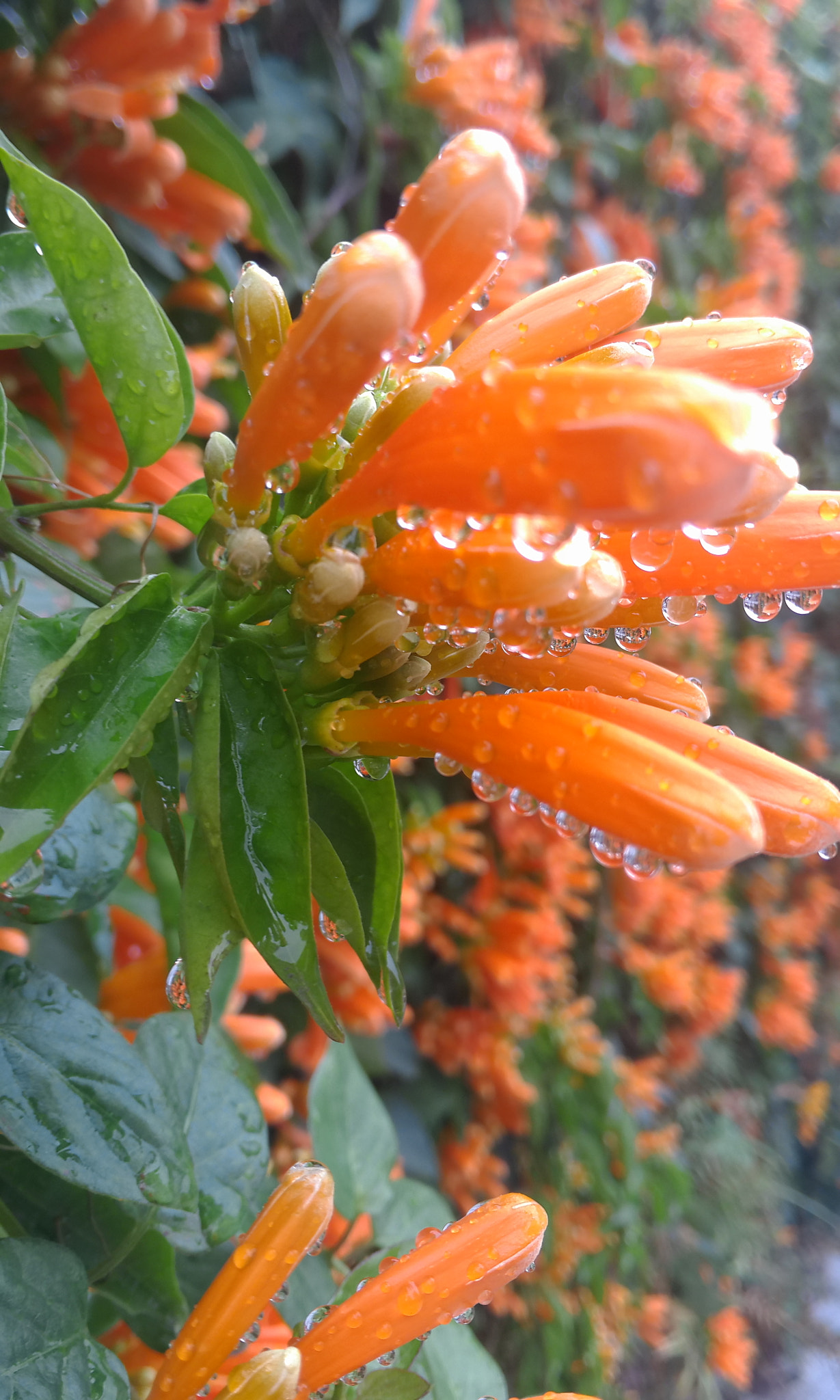 Meizu MX4 Pro sample photo. Rain and flower photography