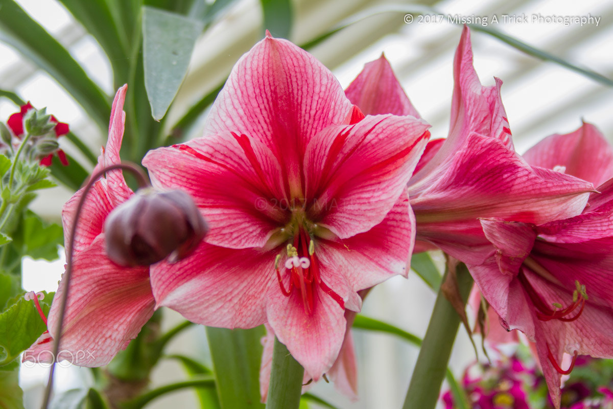 Canon EF 28-300mm F3.5-5.6L IS USM sample photo. Hothouse flowers photography