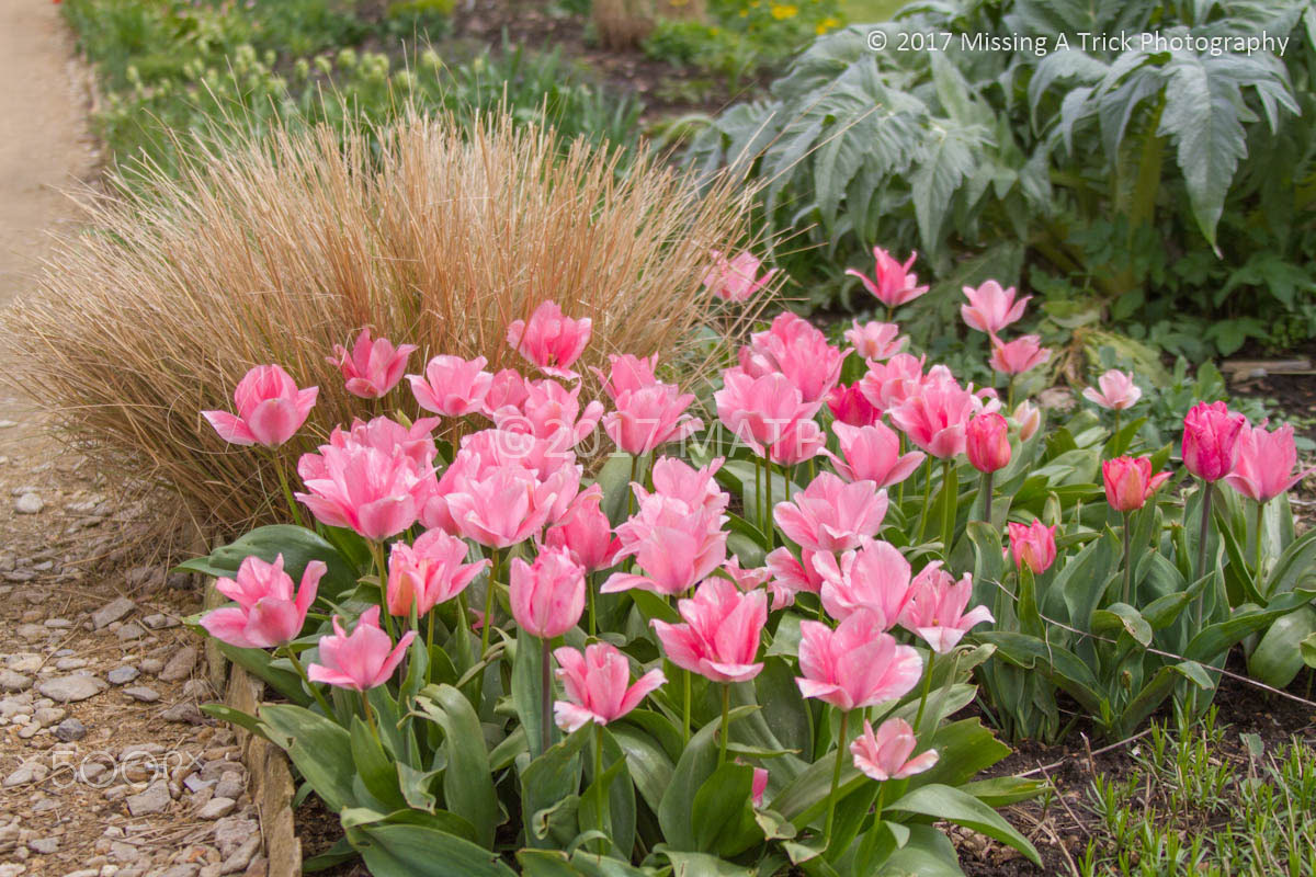 Canon EF 28-300mm F3.5-5.6L IS USM sample photo. Lacock abbey tulips photography