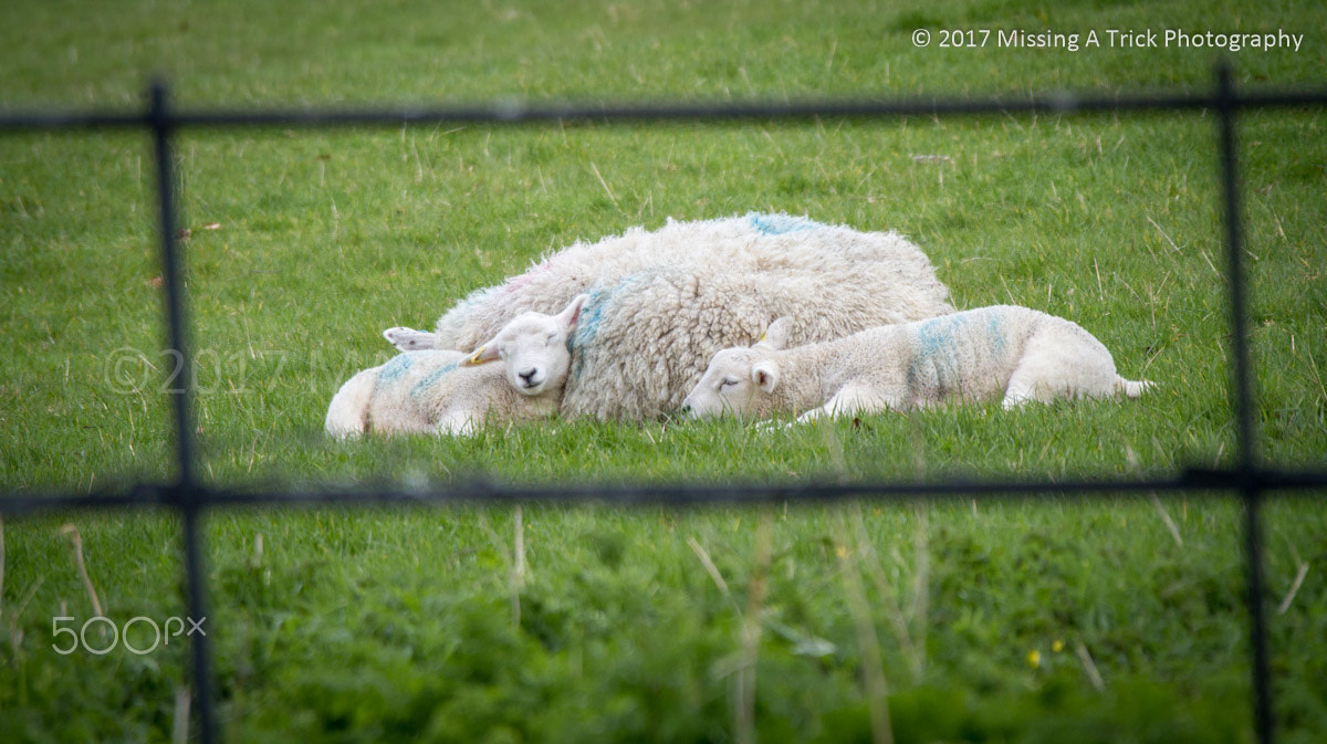 Canon EOS 7D + Canon EF 28-300mm F3.5-5.6L IS USM sample photo. Lacock abbey sheep photography