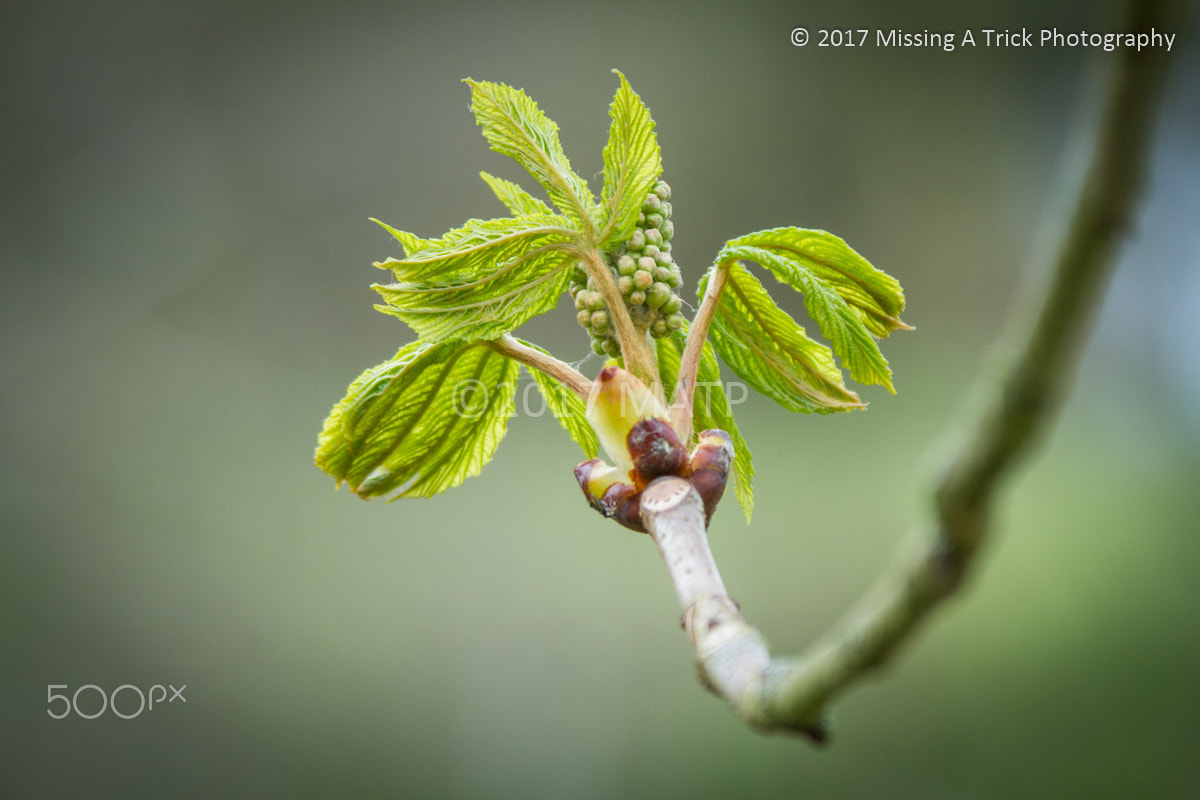 Canon EOS 7D + Canon EF 28-300mm F3.5-5.6L IS USM sample photo. Horsechestnut tree leaf bud photography
