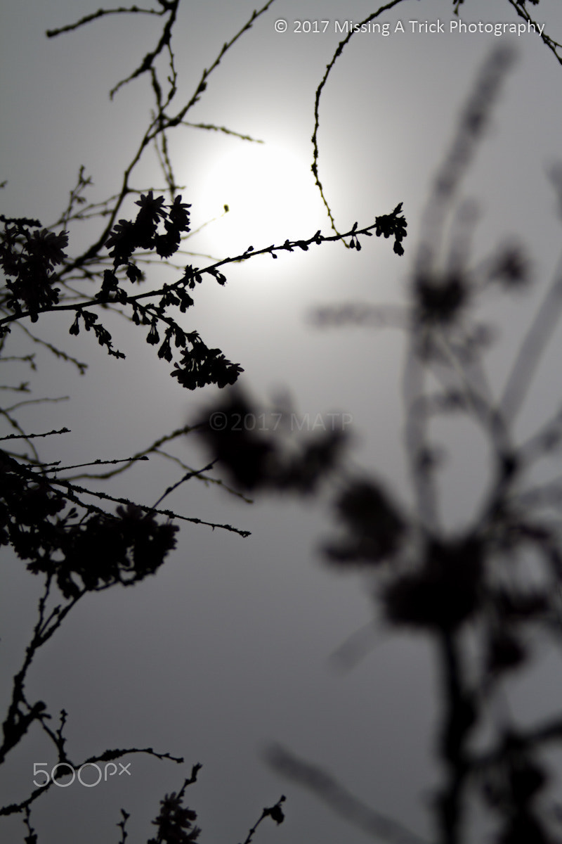 Canon EF 28-300mm F3.5-5.6L IS USM sample photo. Gentle sunshine #2 photography