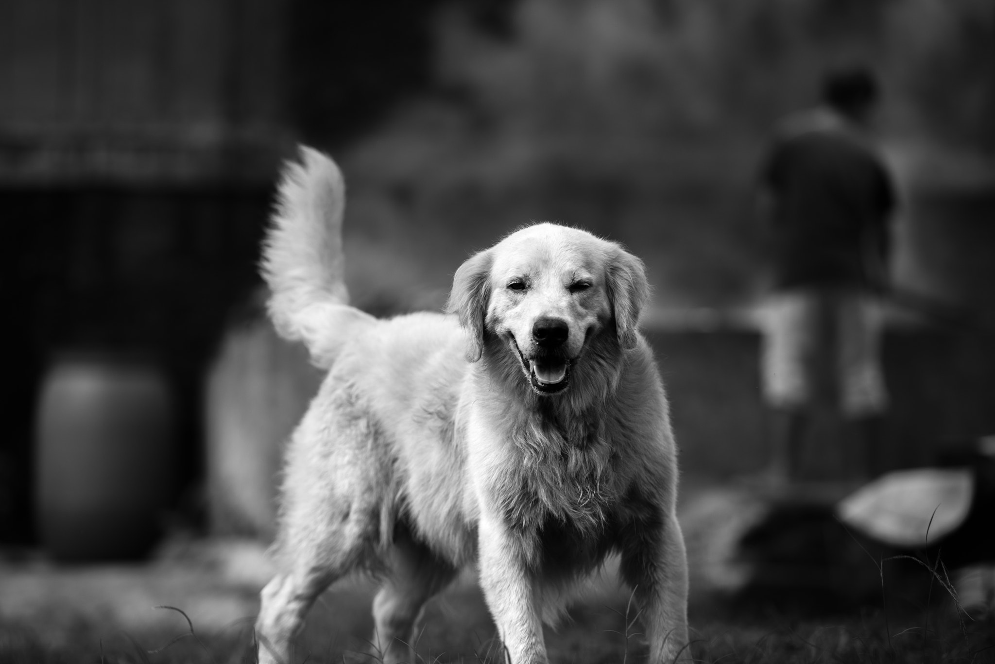Nikon AF-S Nikkor 70-200mm F2.8G ED VR II sample photo. My doogie photography