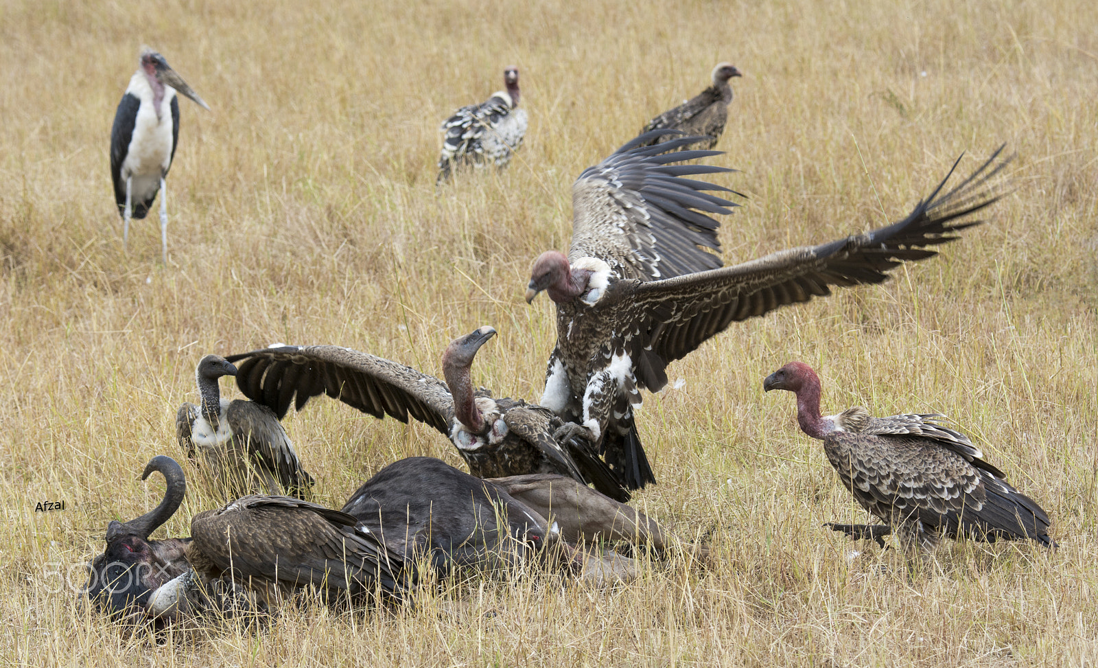 Nikon D7100 sample photo. Fighting for carcass photography