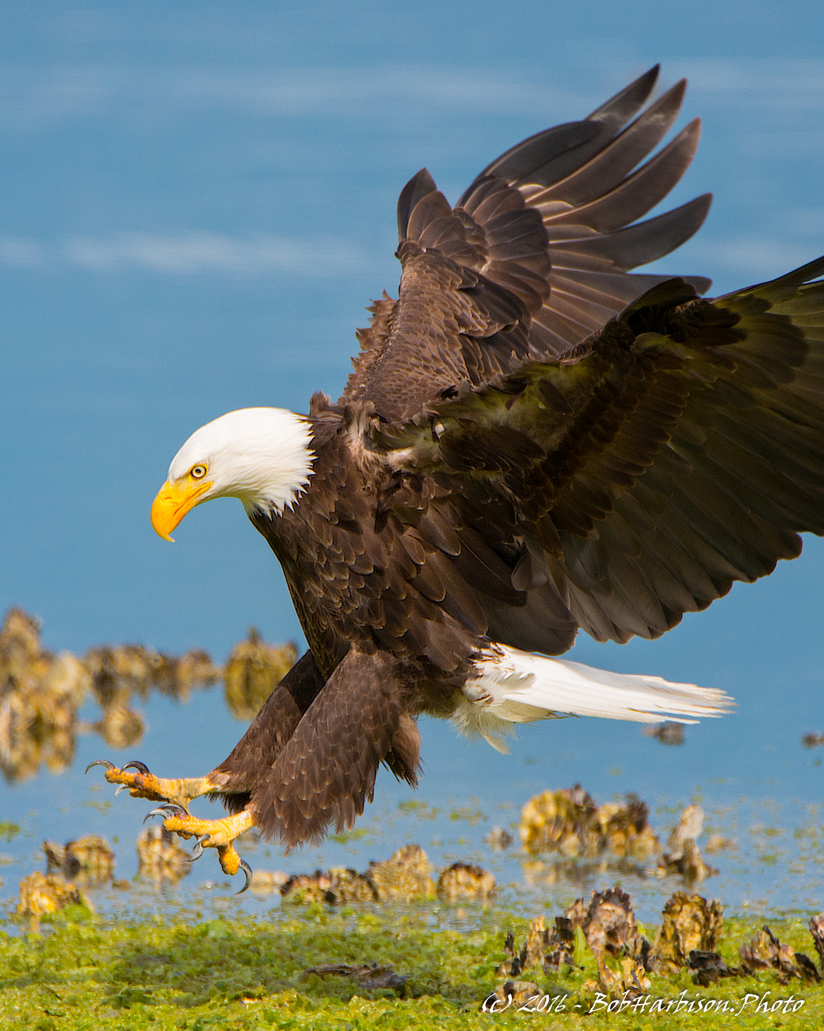 Nikon D800 sample photo. Landing flair photography
