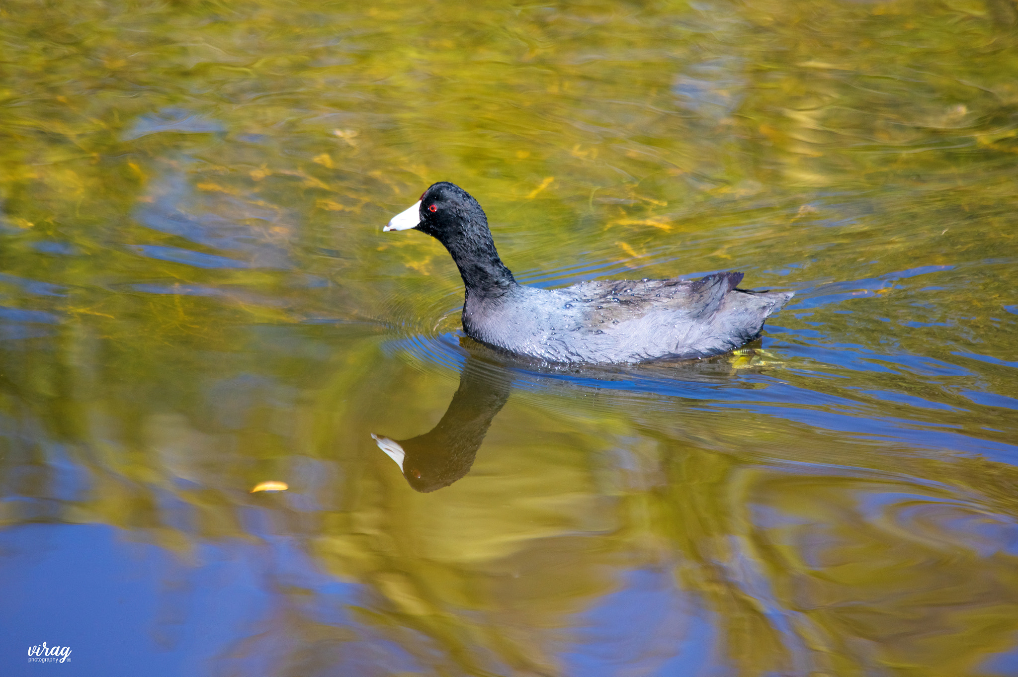 Canon EF 100-400mm F4.5-5.6L IS USM sample photo. American coot photography