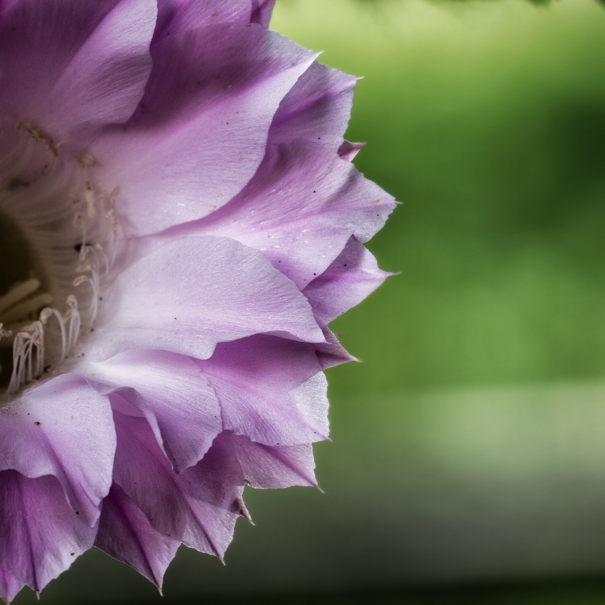 Canon EF 70-300mm F4-5.6L IS USM sample photo. Cactus flower photography