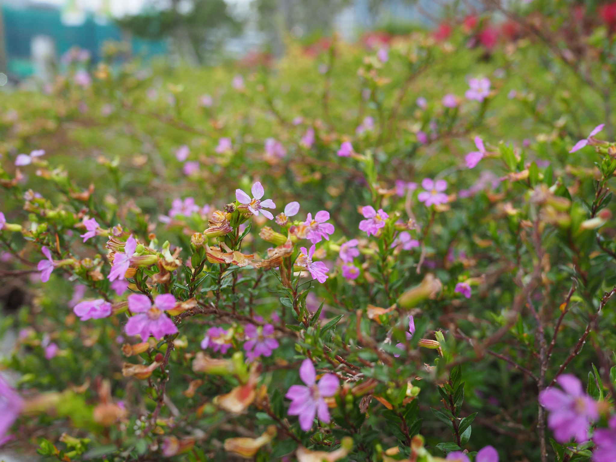 Olympus OM-D E-M5 II + LEICA DG SUMMILUX 15/F1.7 sample photo. Tiny daisy photography