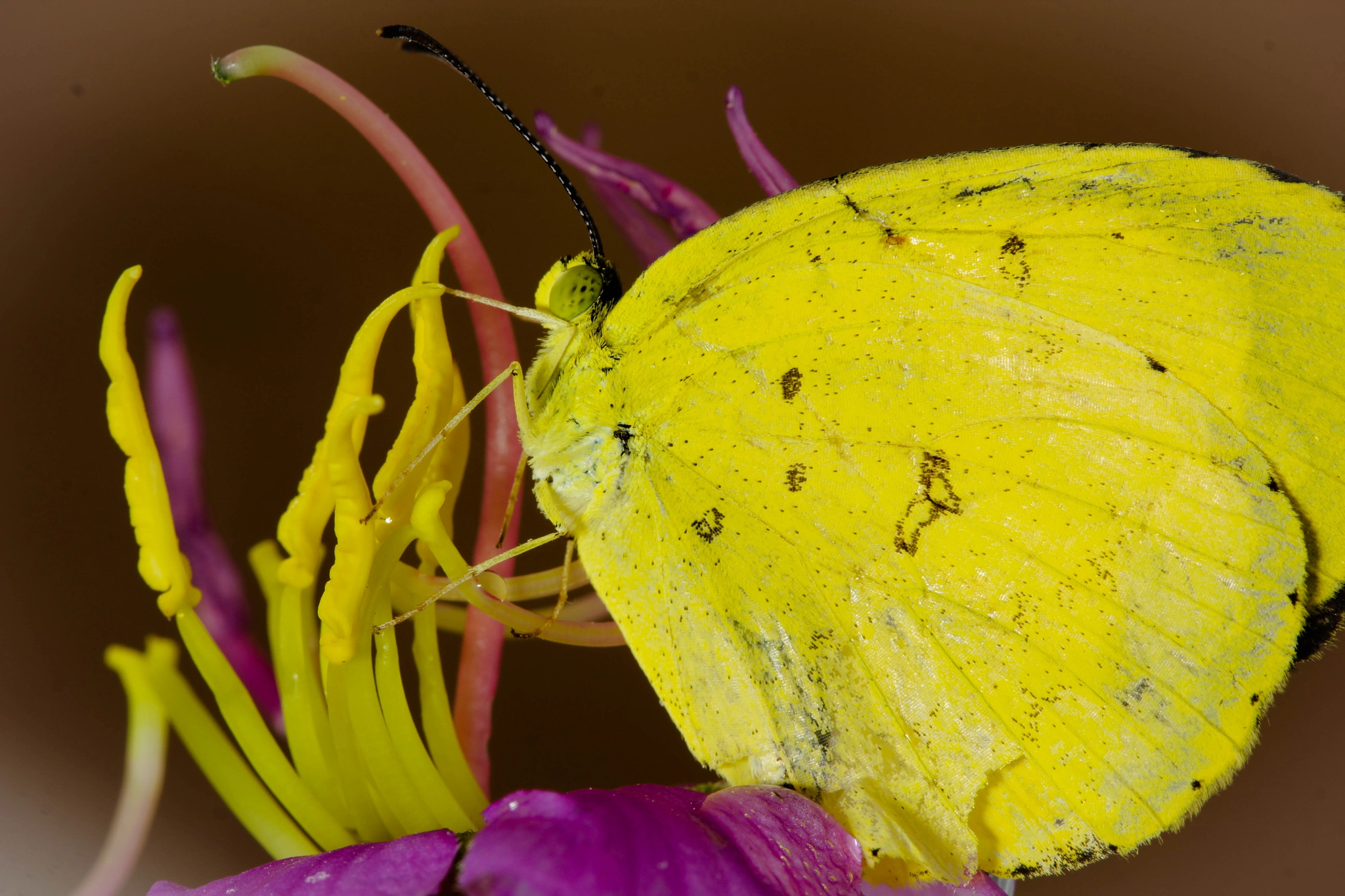 Canon EOS 550D (EOS Rebel T2i / EOS Kiss X4) sample photo. Moth photography