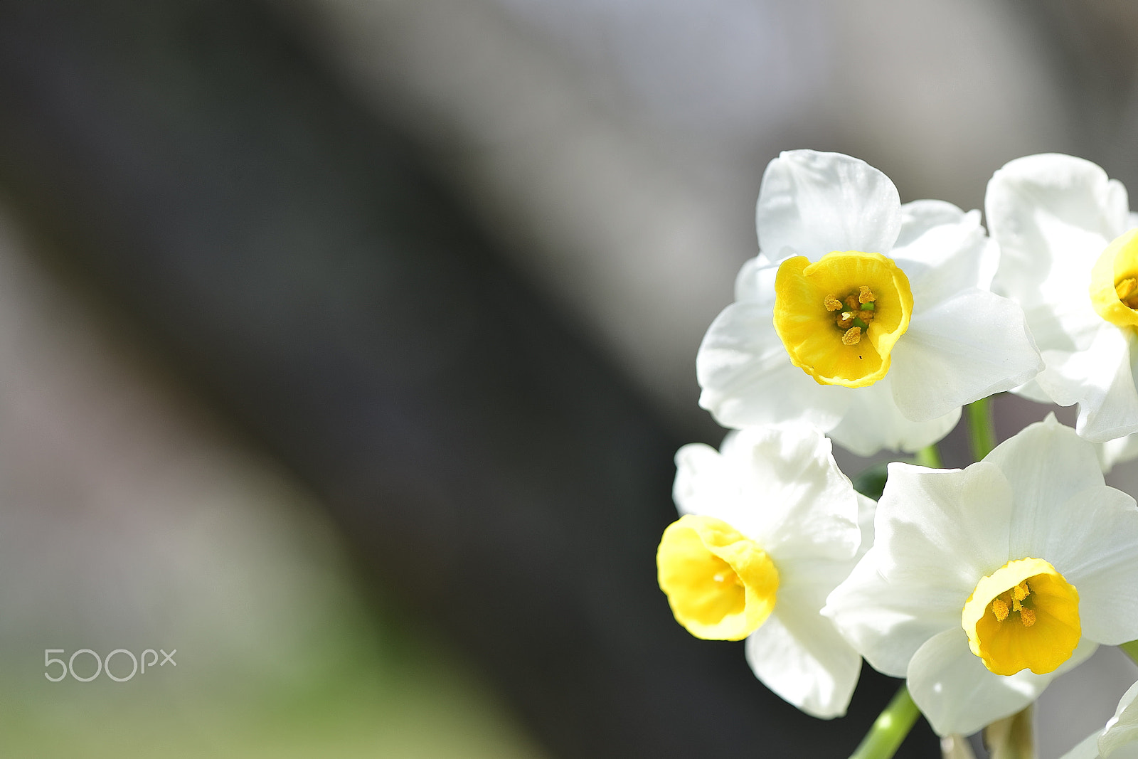 Nikon AF-S Micro-Nikkor 105mm F2.8G IF-ED VR sample photo. Spring blooming daffodils photography