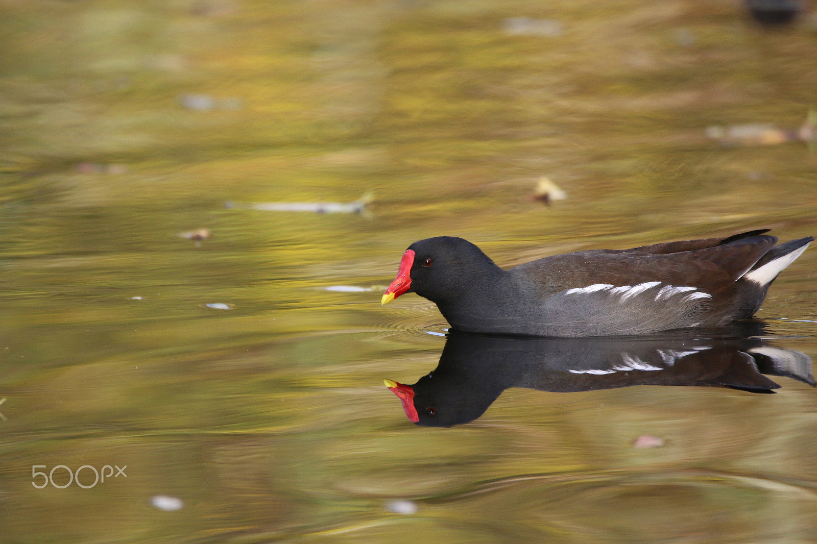 Sigma 150-600mm F5-6.3 DG OS HSM | C sample photo. Mirror in autumn colors photography