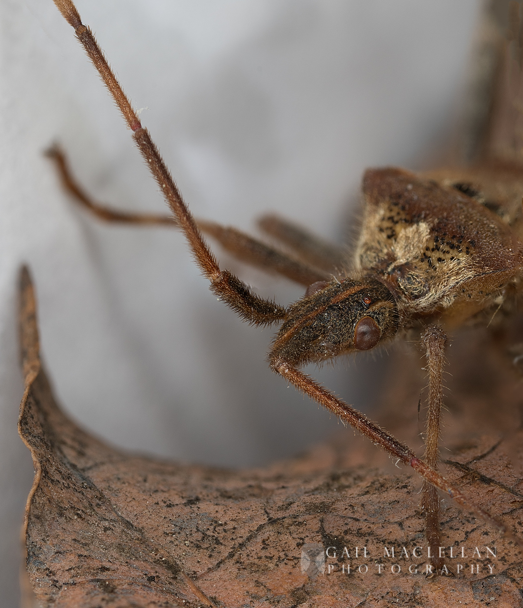 Canon EOS 7D Mark II sample photo. Leaf-footed bugs (coreidae) photography