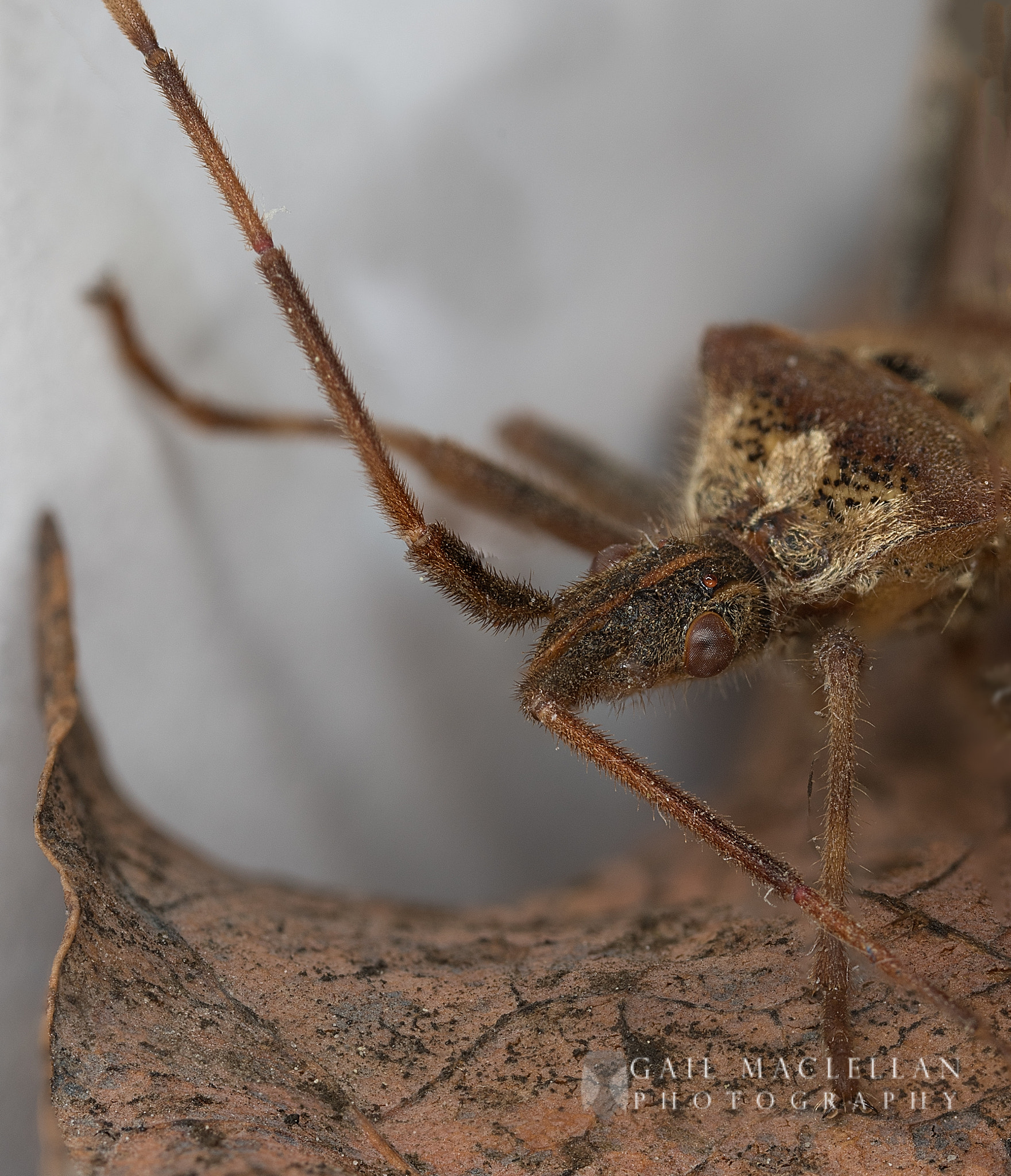 Canon MP-E 65mm F2.5 1-5x Macro Photo sample photo. Leaf-footed bugs (coreidae) photography