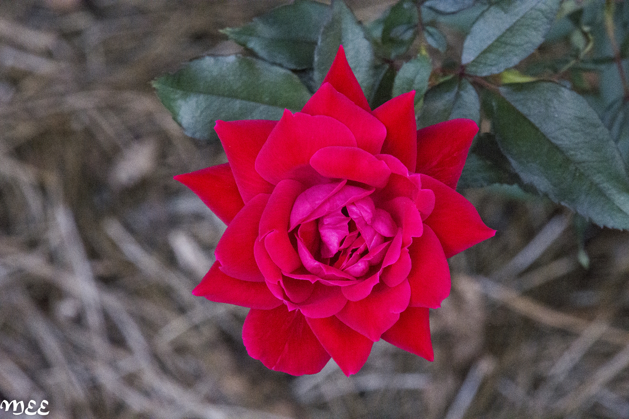 Nikon D7200 sample photo. Atlanta flower photography