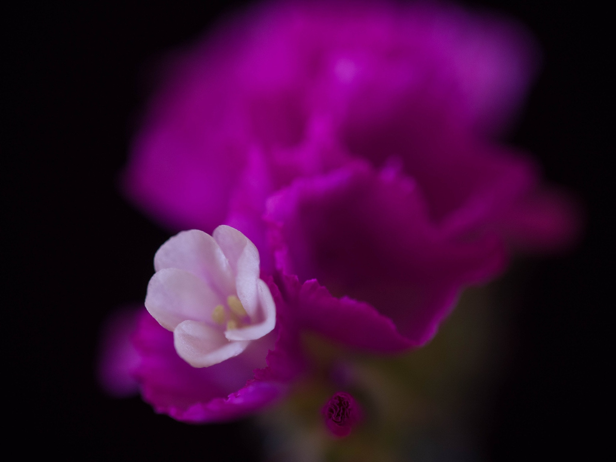 Panasonic Leica DG Macro-Elmarit 45mm F2.8 ASPH OIS sample photo