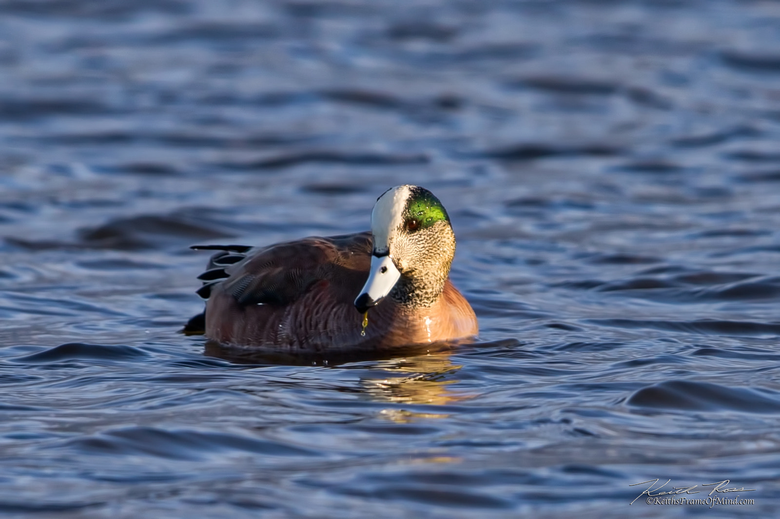 Canon EOS 7D Mark II sample photo. American wigeon photography