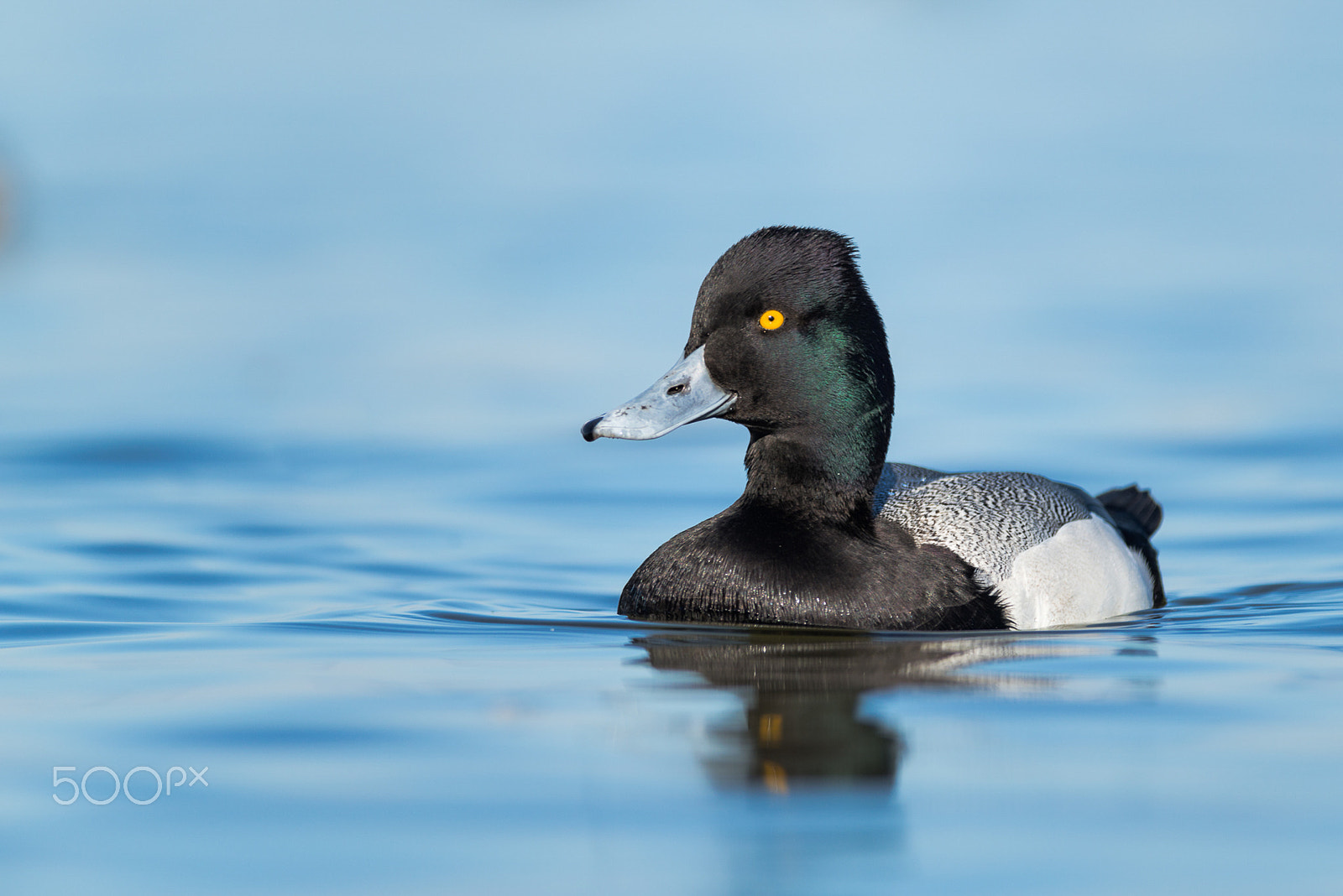 Nikon D800E sample photo. Lesser scaup photography