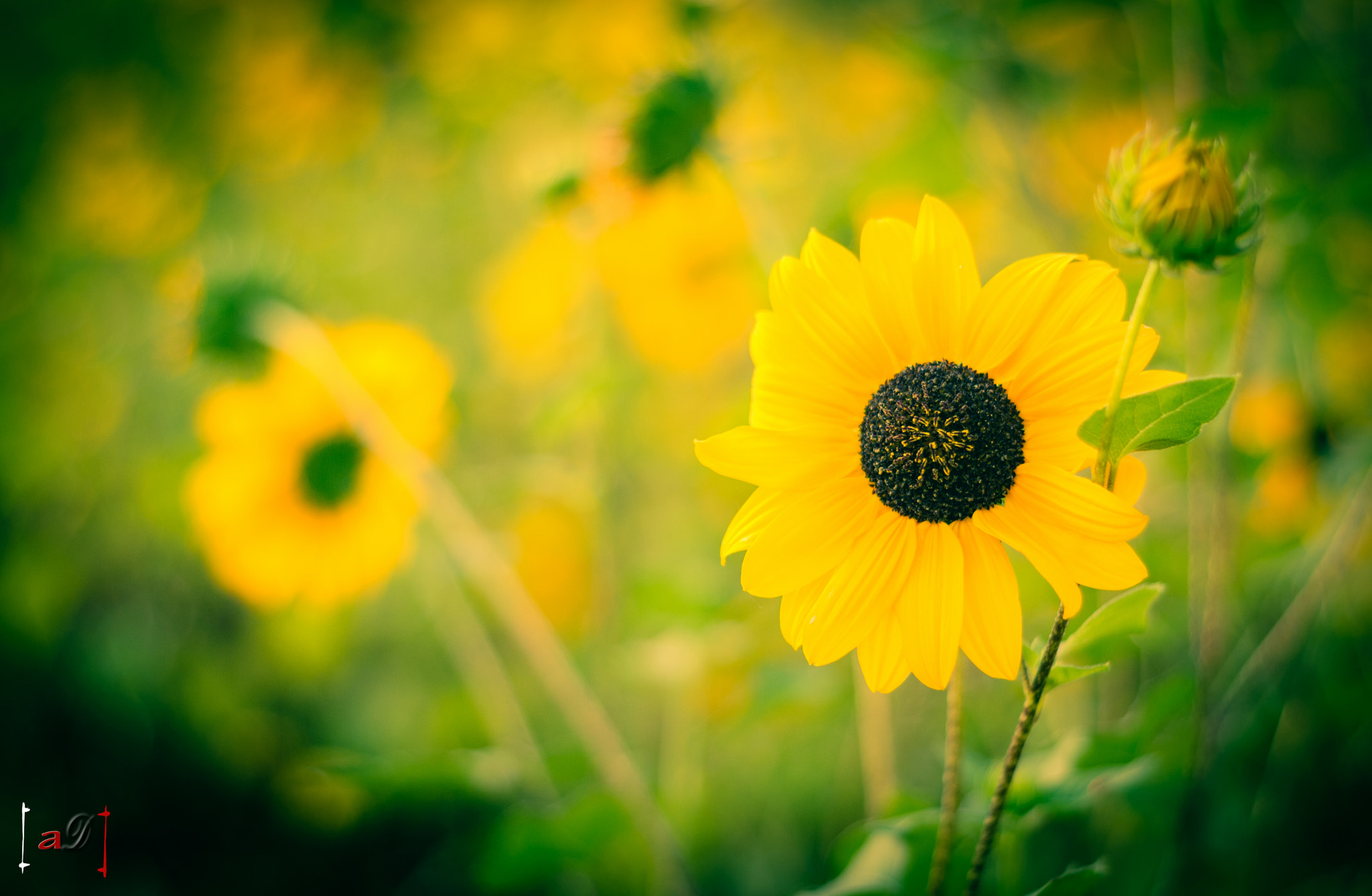 Nikon D3000 + Nikon AF Nikkor 50mm F1.8D sample photo. Sunflower photography