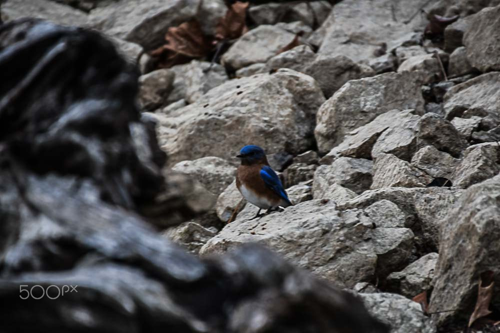 Nikon D500 sample photo. Blue bird photography