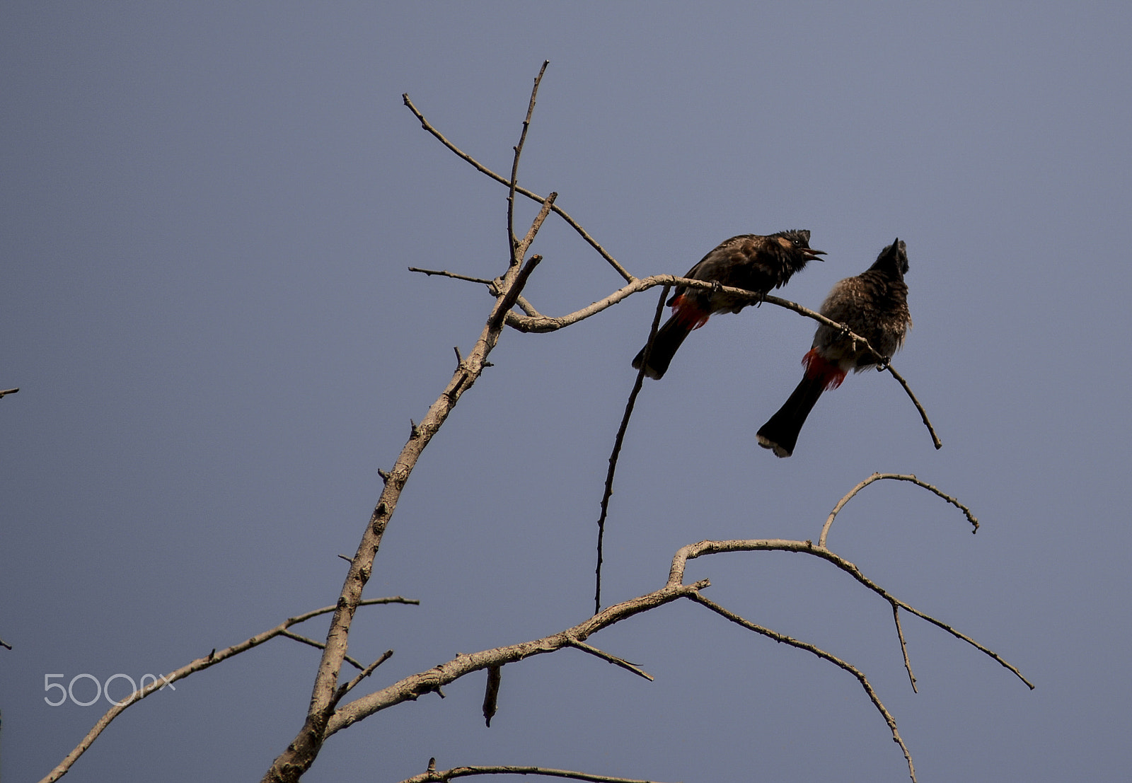 Nikon D5200 sample photo. Whispering of red-vented bulbul (pycnonotus cafer) photography