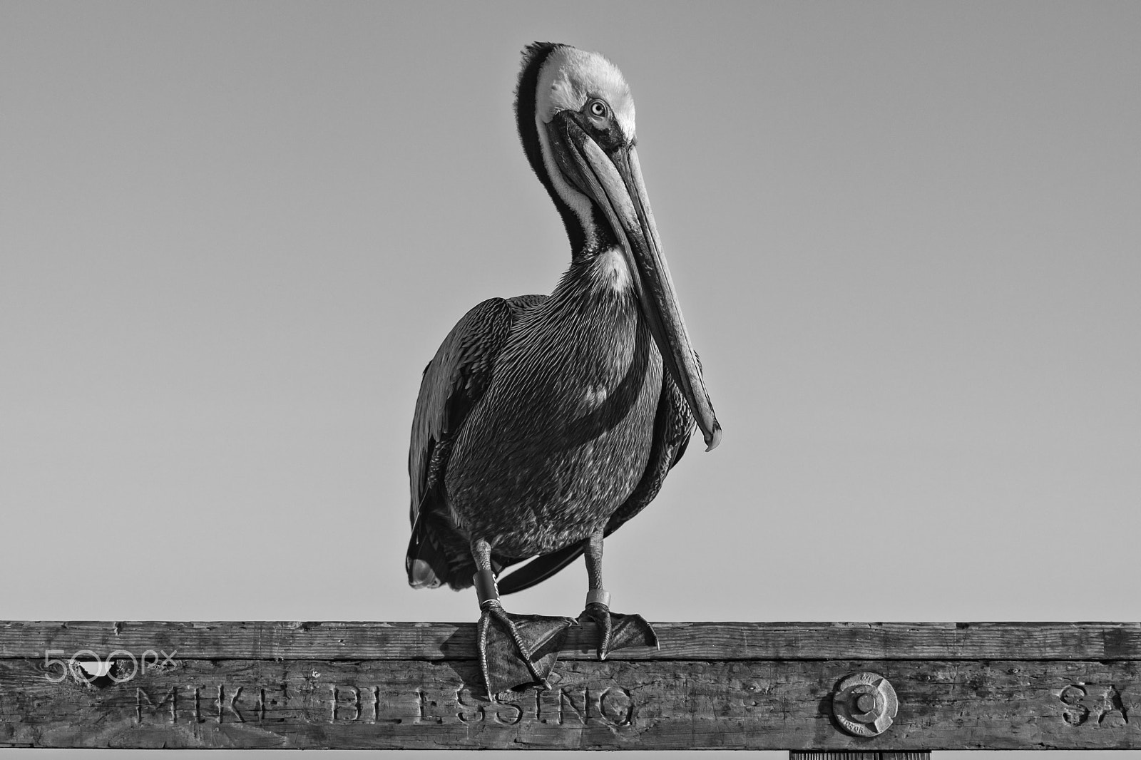 Nikon D500 sample photo. Charlie the pelican on the pier in oceanside photography