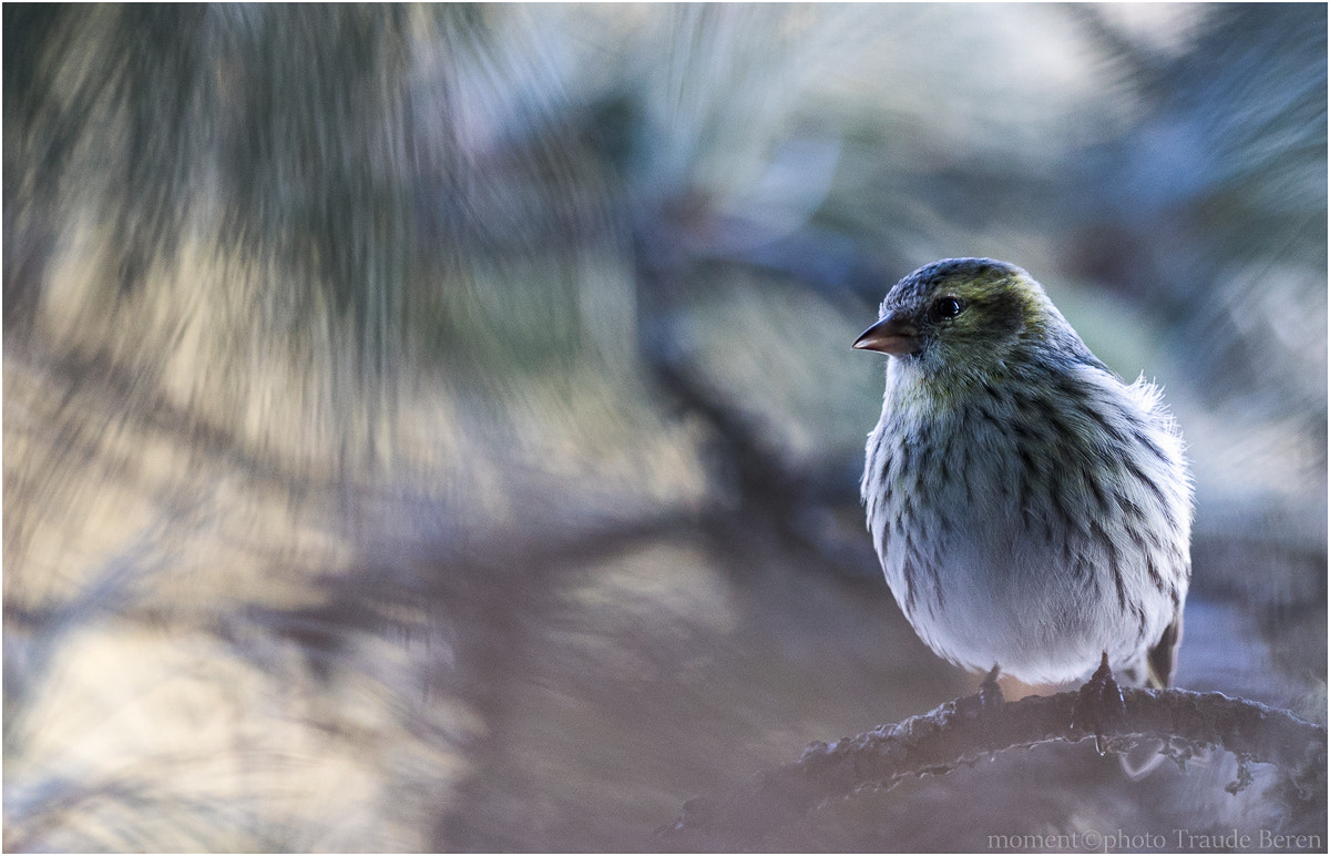 Canon EF 300mm F2.8L IS II USM sample photo. Gut getarnt photography