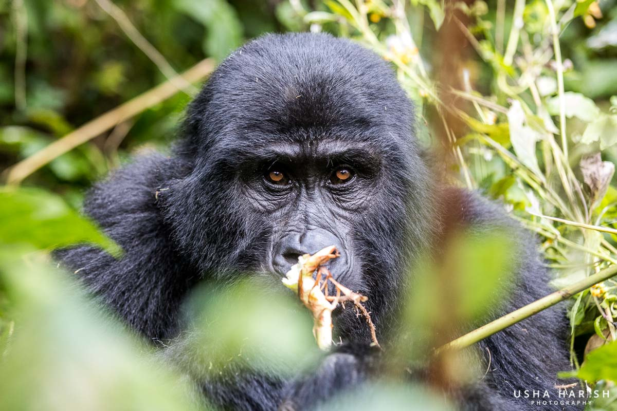 Canon EOS-1D X Mark II sample photo. Eye of a gorilla photography