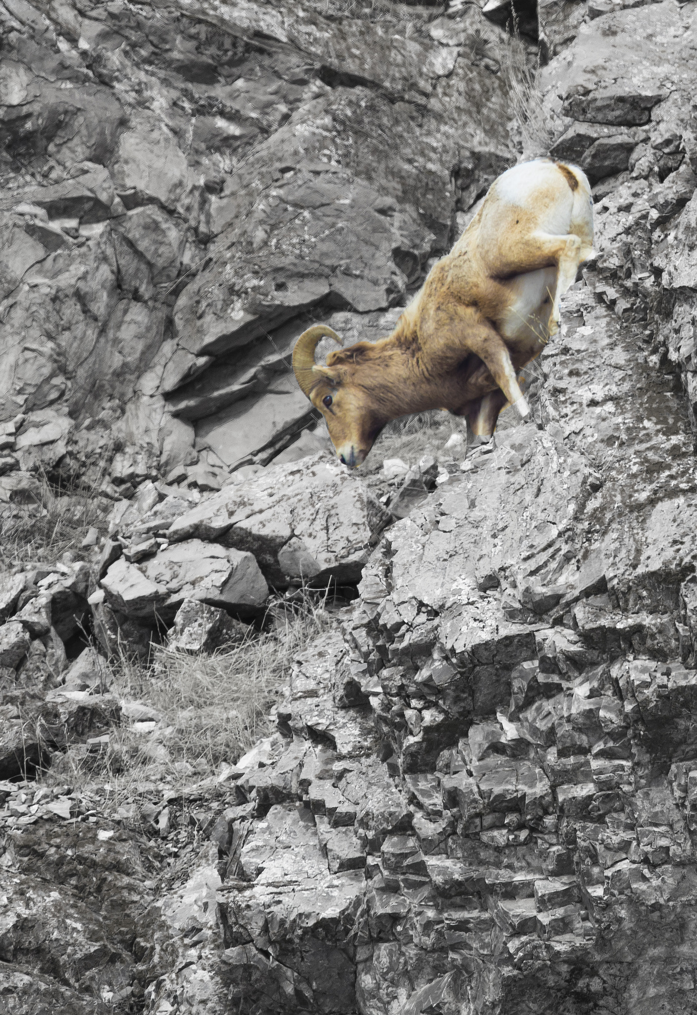 Canon EF 600mm F4L IS II USM sample photo. Big horn sheep photography
