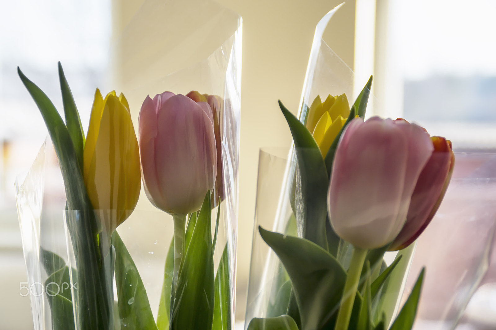 Sony DT 18-200mm F3.5-6.3 sample photo. Tulip photography