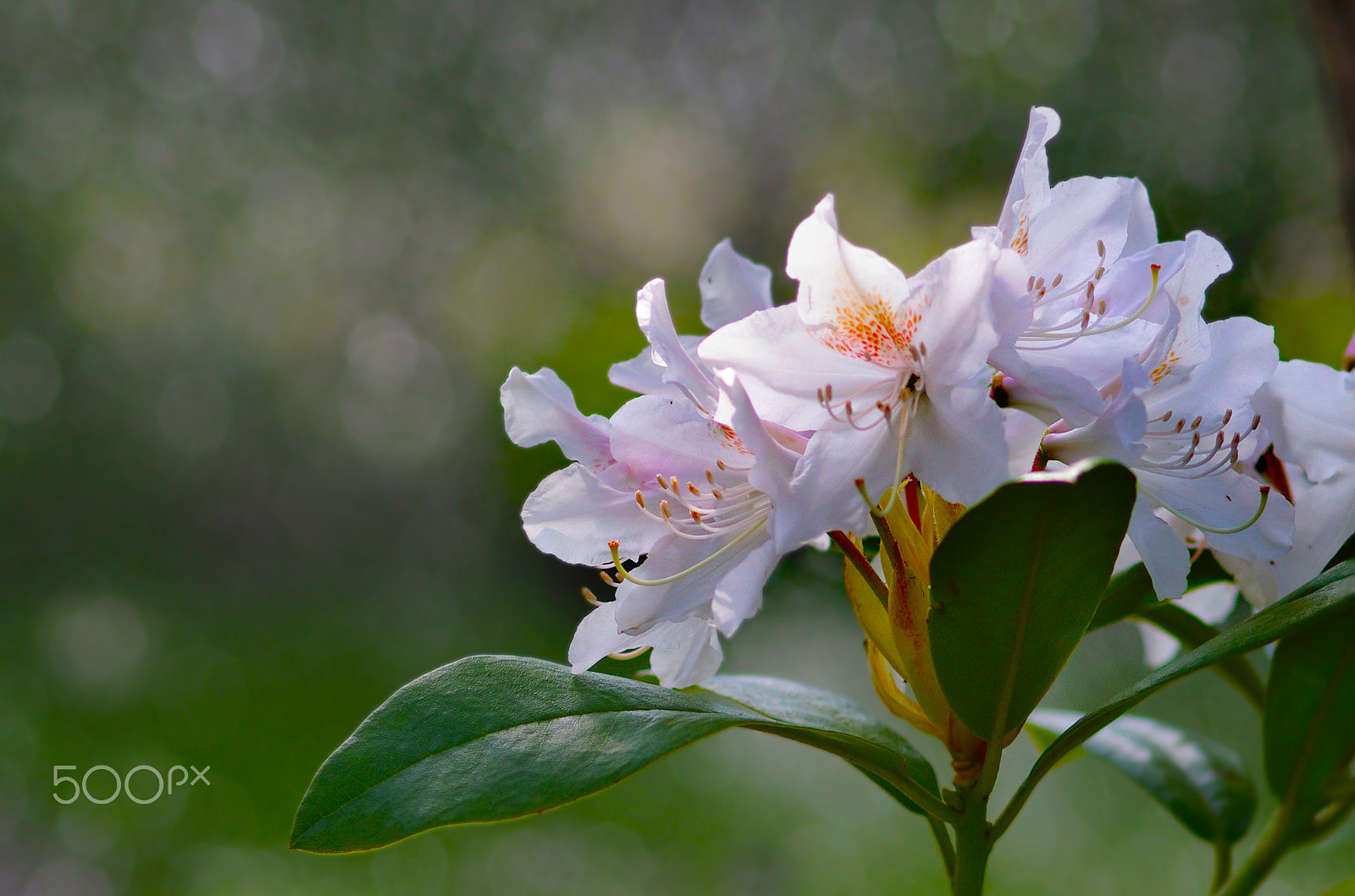 Pentax K-5 + Sigma sample photo. Nice day photography