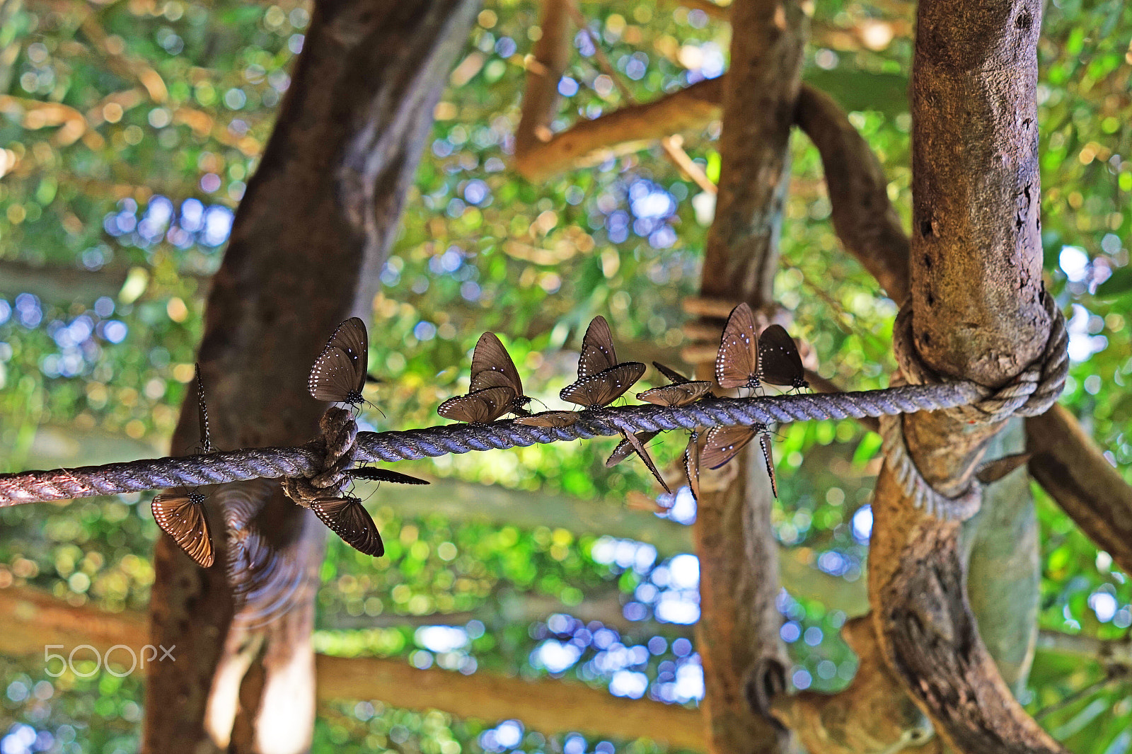 Sony Alpha a5000 (ILCE 5000) + E 50mm F1.8 OSS sample photo. Butterflies on a rope photography