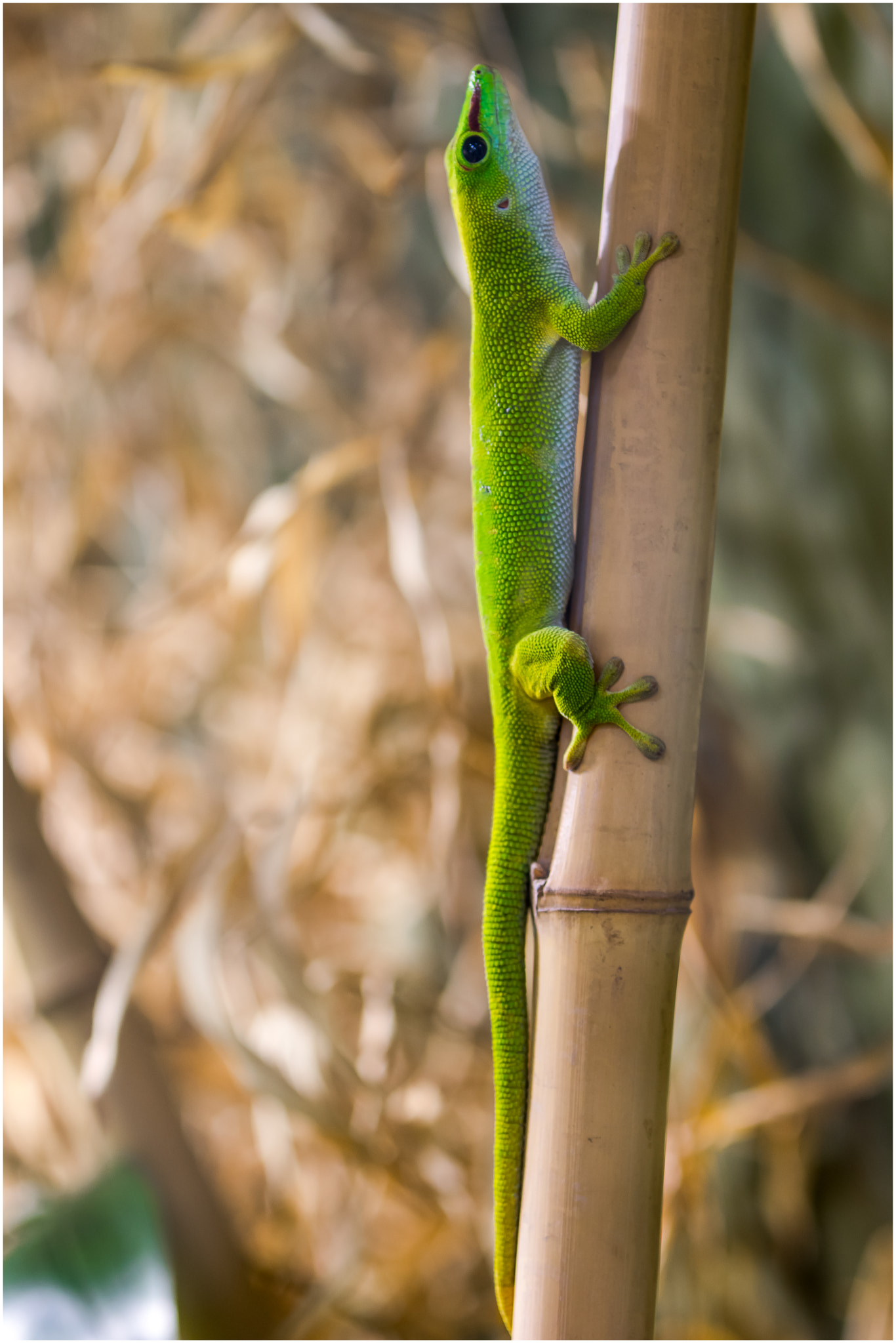 Pentax K-3 sample photo. Aufwärts photography