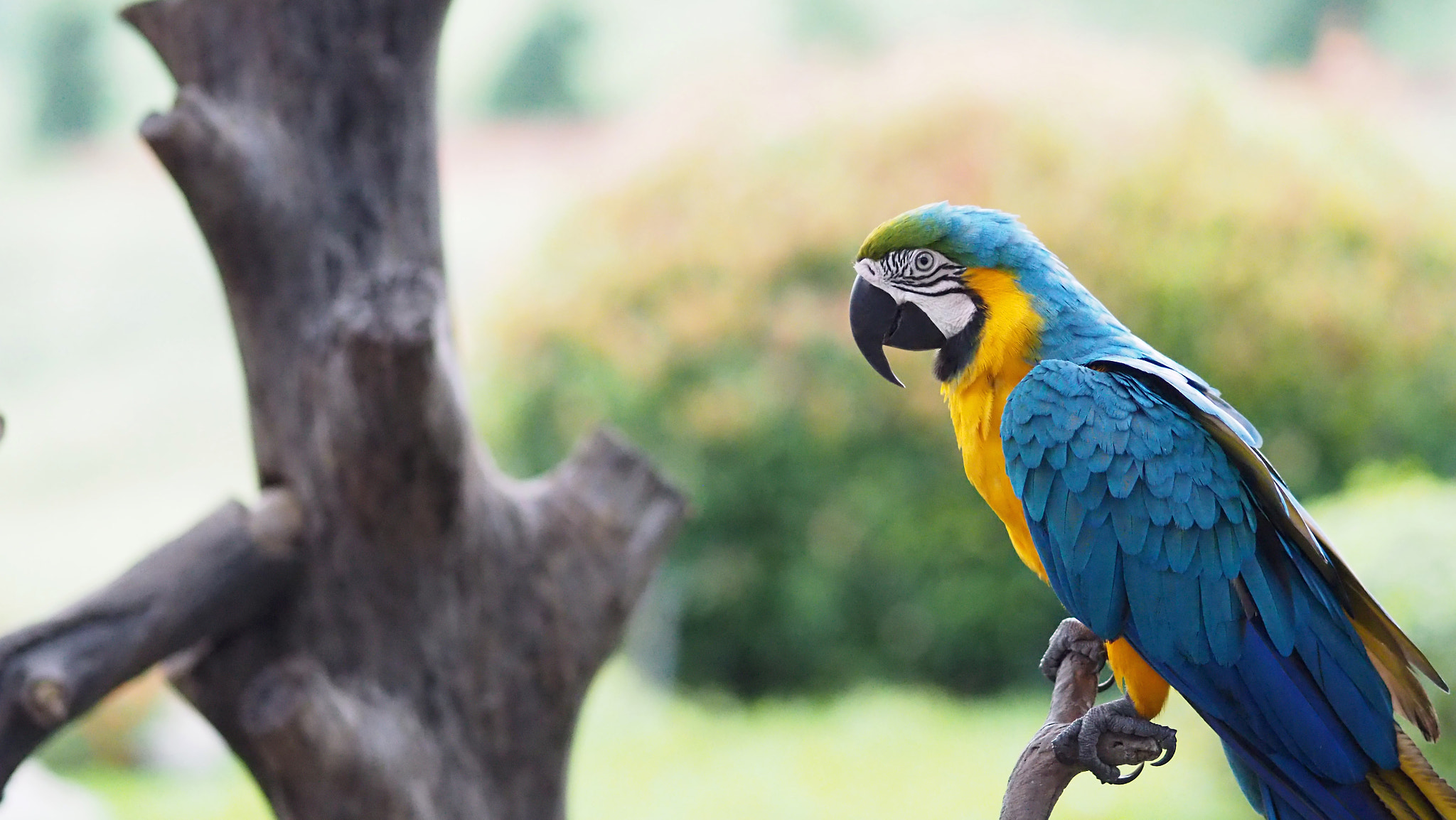 Olympus PEN-F + Olympus M.Zuiko Digital ED 75mm F1.8 sample photo. Macaw photography