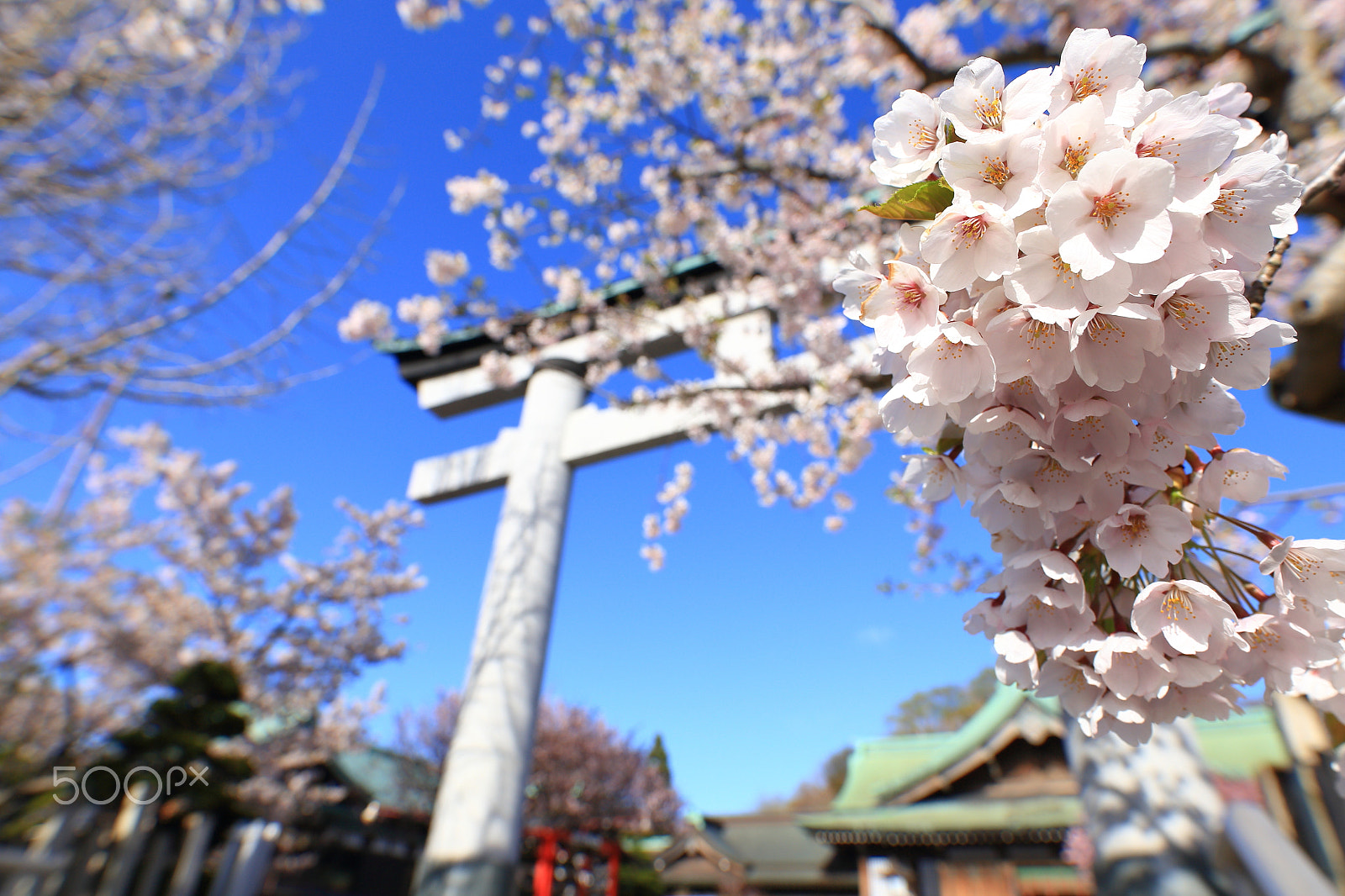 Sigma 20mm F1.4 DG HSM Art sample photo. Cherry blossom photography