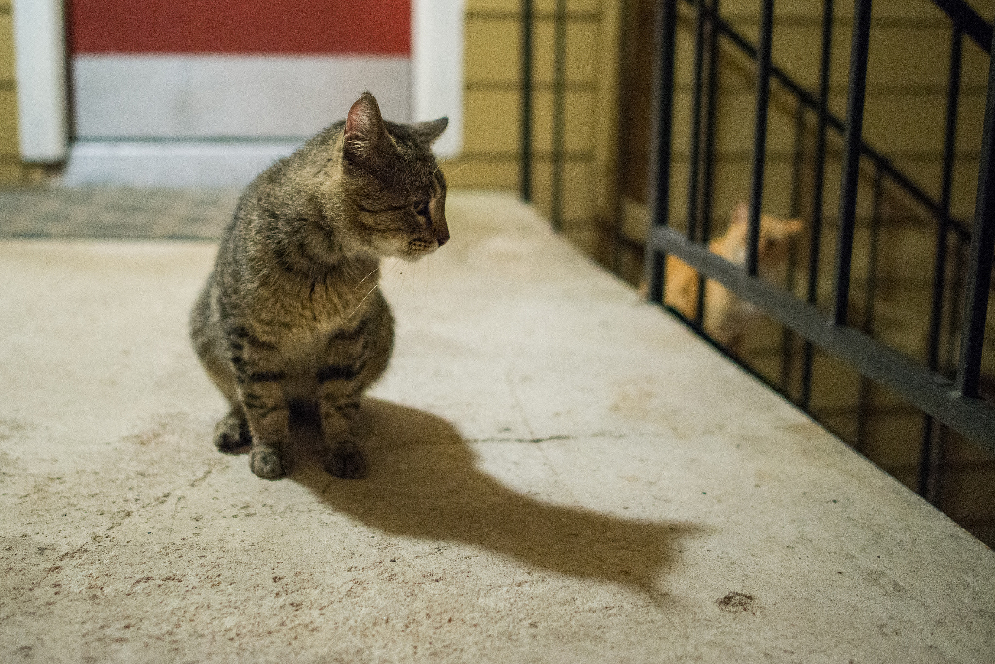 Nikon D800E + Nikon AF-S Nikkor 28mm F1.8G sample photo. Grey and yellow ii photography