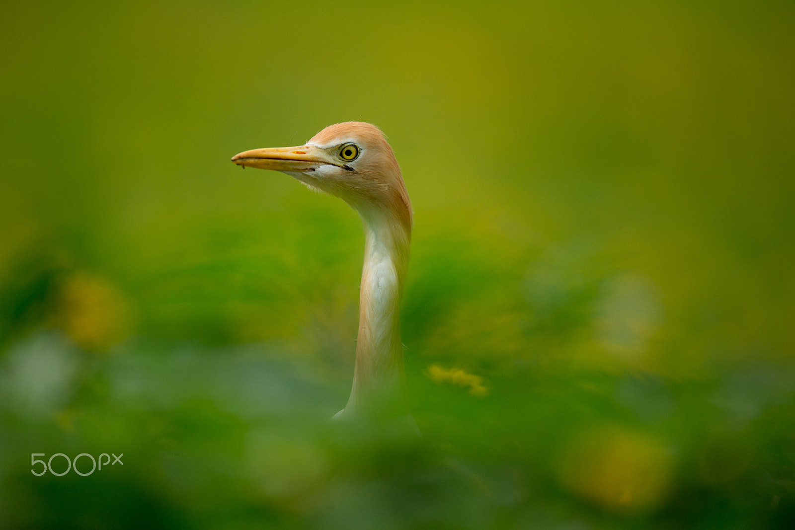 Canon EF 800mm F5.6L IS USM sample photo. In the green and yellow photography