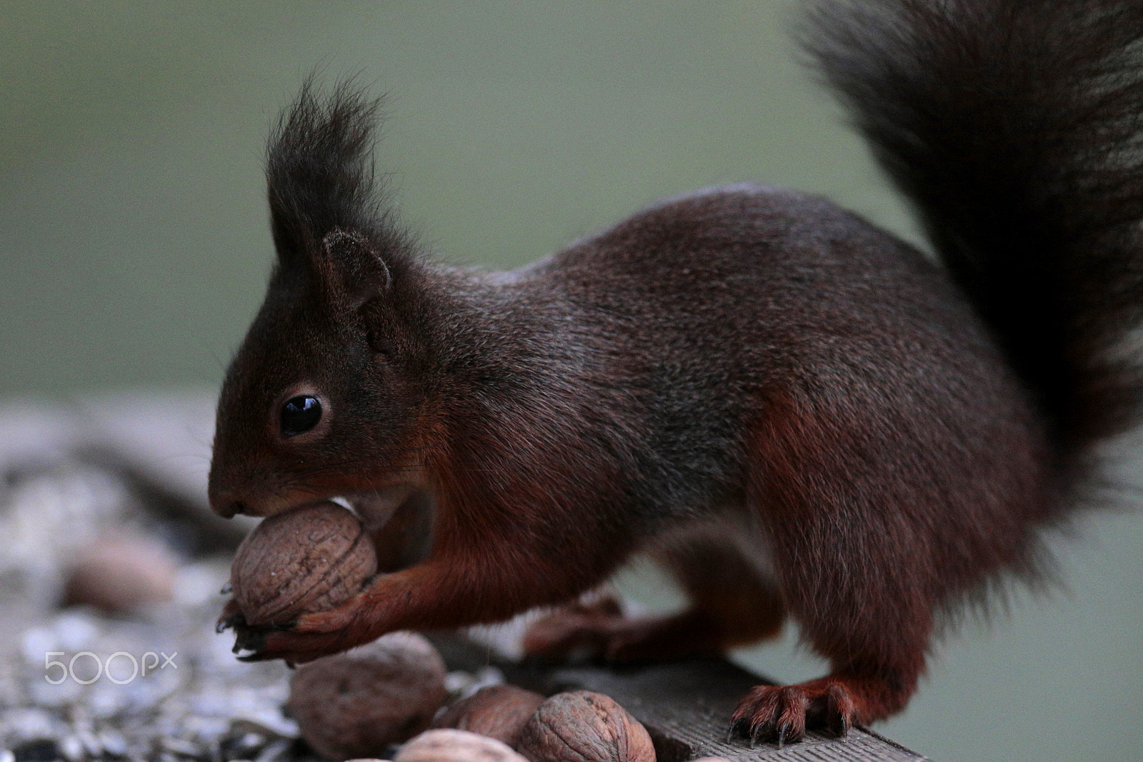 Canon EF 300mm F2.8L IS USM sample photo. Mmhhhh !!!   :)) photography
