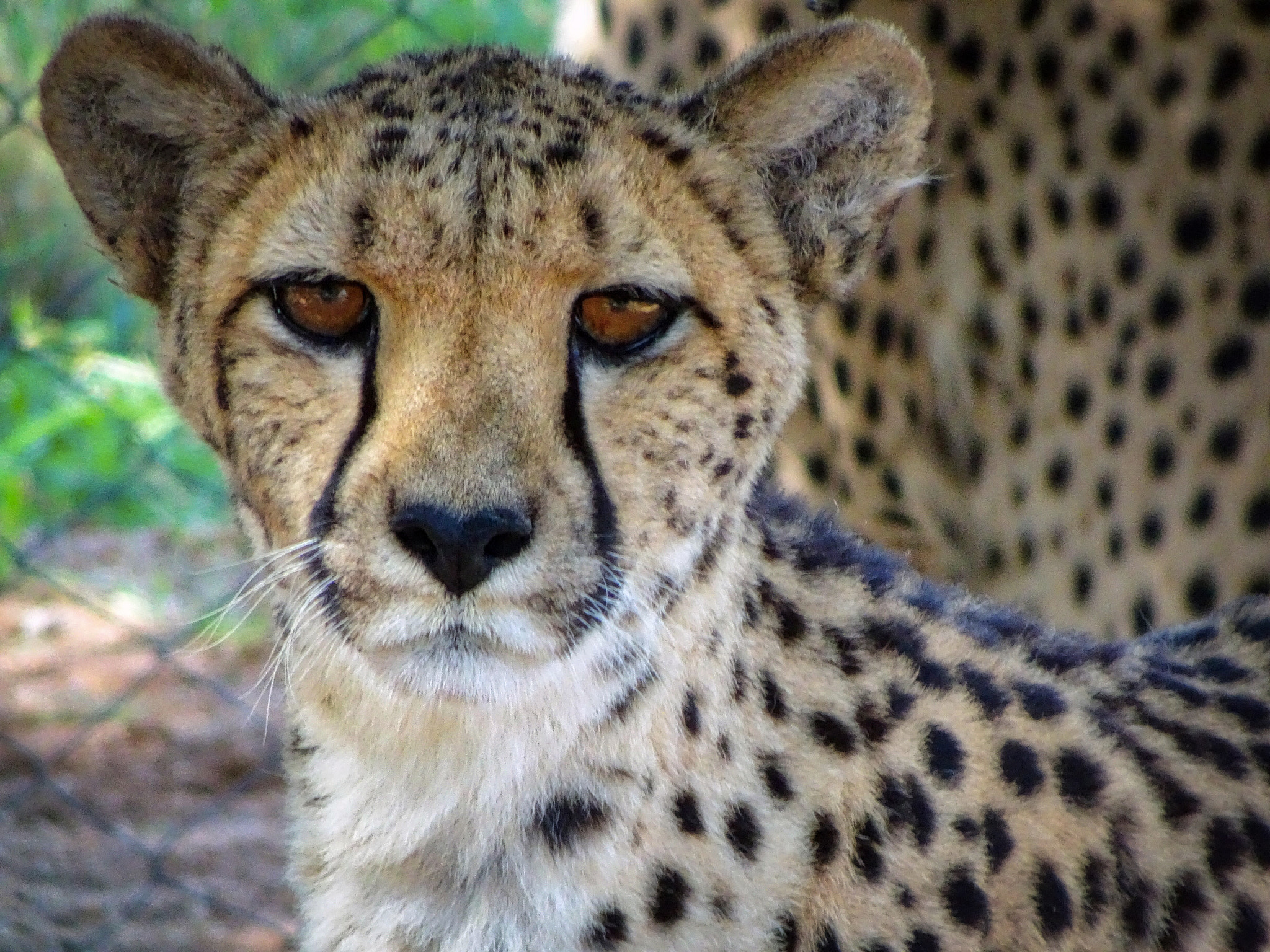 Sony 24-720mm F3.5-6.4 sample photo. Cheetah portrait photography