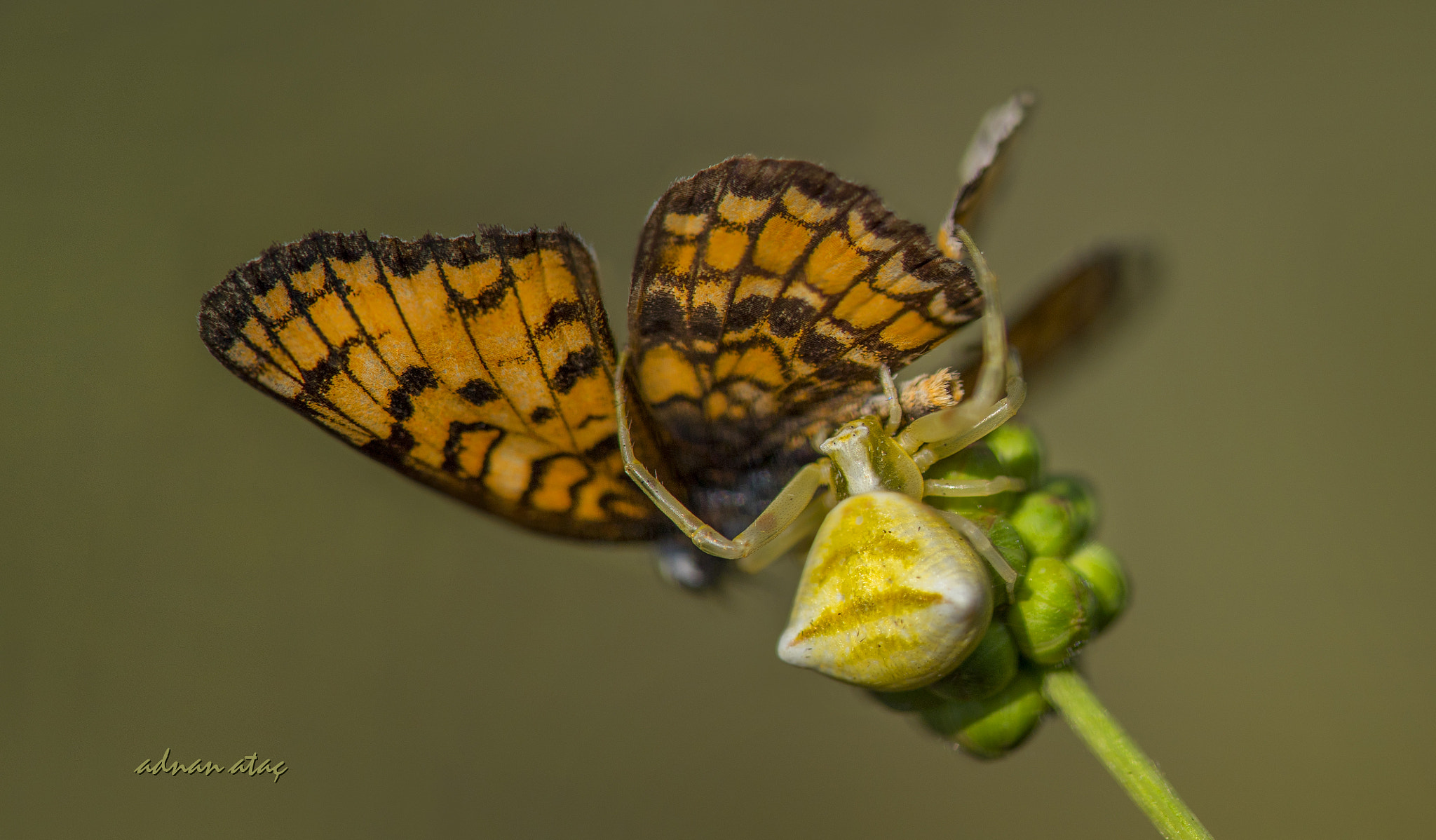 Nikon AF-S Micro-Nikkor 105mm F2.8G IF-ED VR sample photo. Yengeç Örümceği (thomisus onustus) ve cezayirli İparhan (melitaea punica) photography