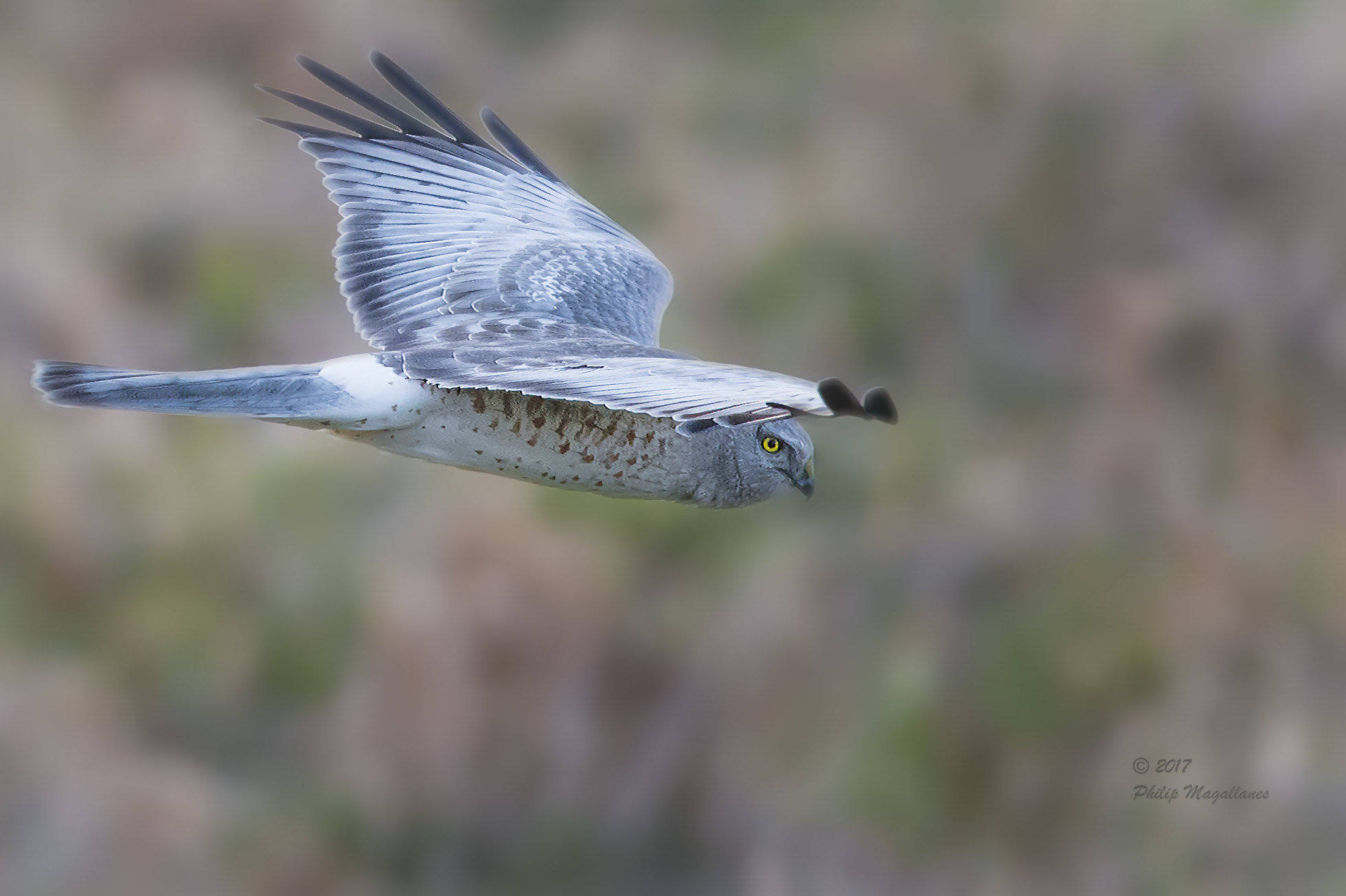 Nikon Nikkor AF-S 300mm F4E PF ED VR sample photo. Northern harrier male photography