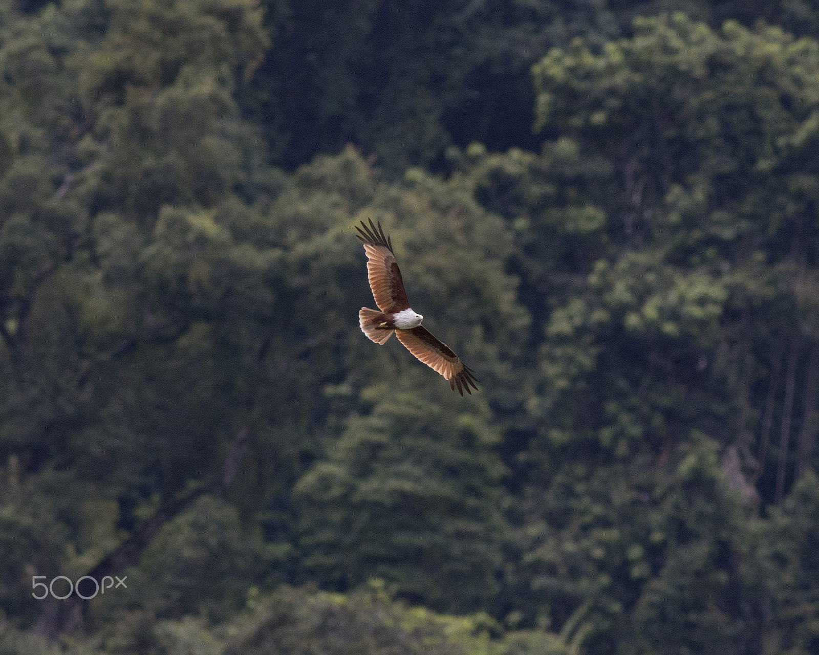 Canon EOS 80D sample photo. In flight photography