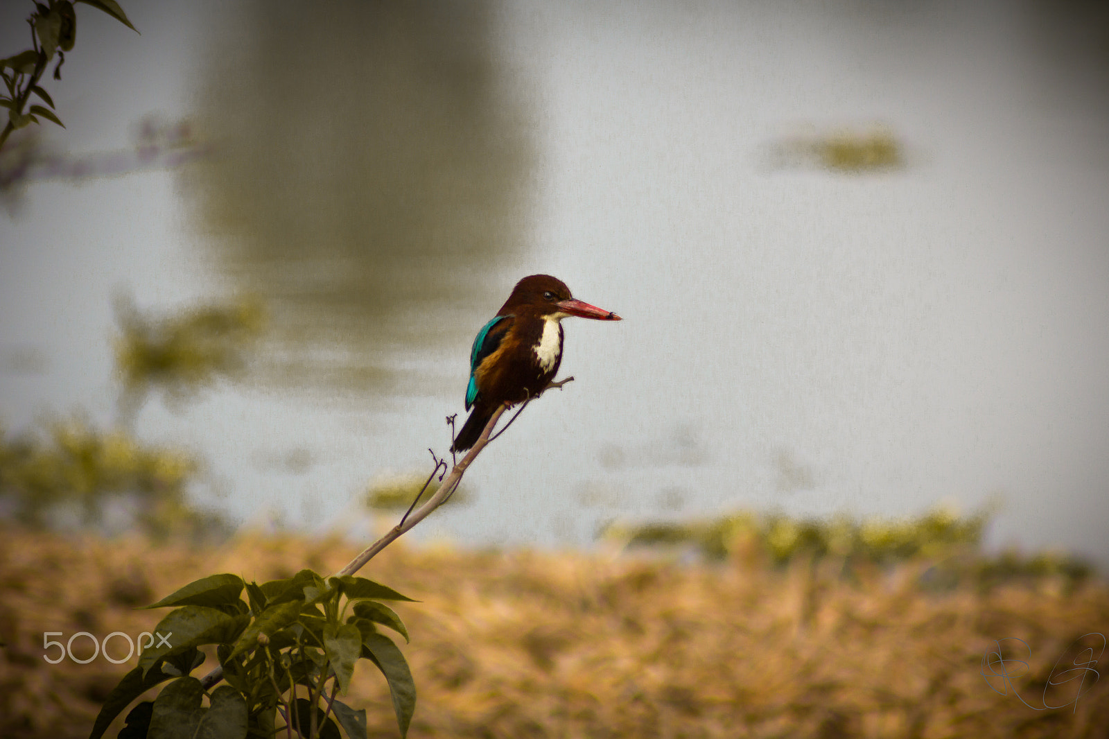 Canon EOS 550D (EOS Rebel T2i / EOS Kiss X4) + Tamron AF 70-300mm F4-5.6 Di LD Macro sample photo. Kingfisher perching photography