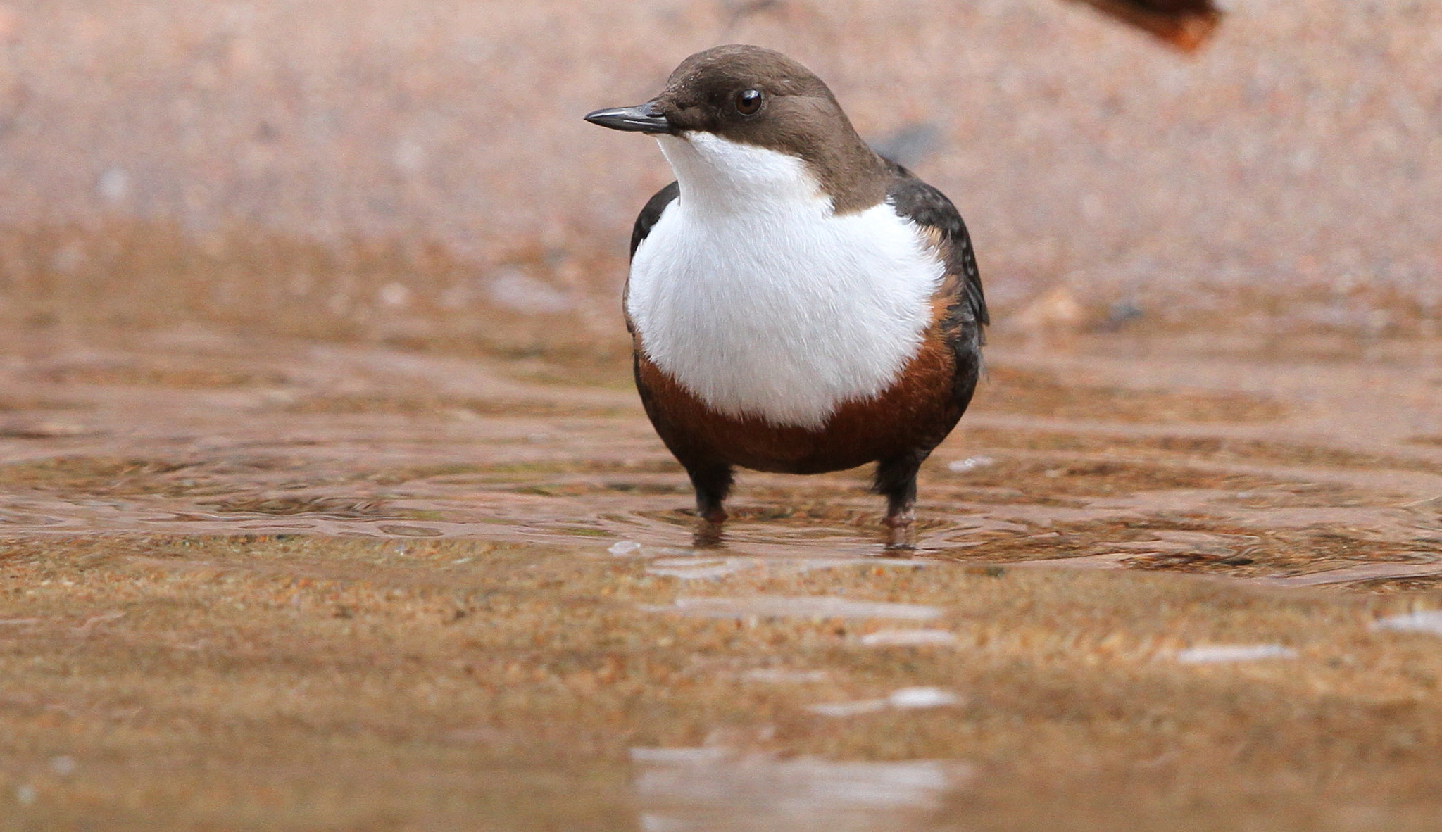 Canon EF 500mm F4L IS II USM sample photo. Dipper photography