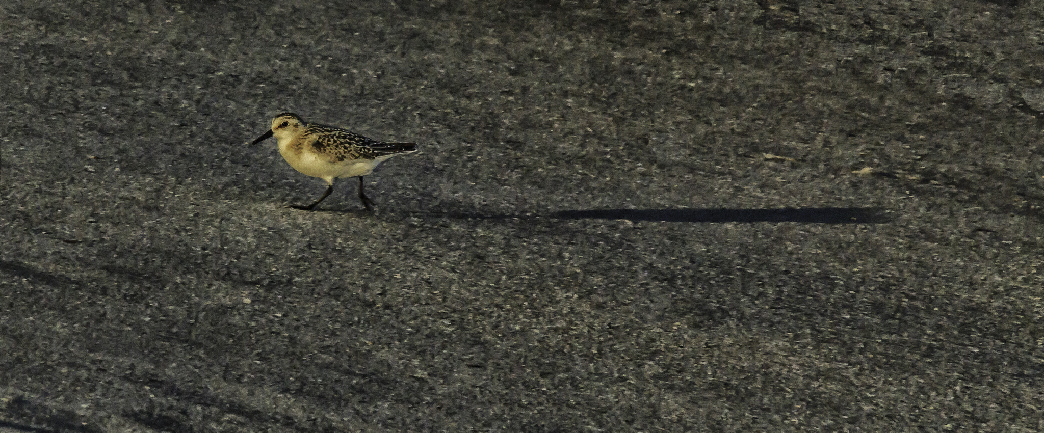 Canon EF 75-300mm F4.0-5.6 IS USM sample photo. Sanderling photography