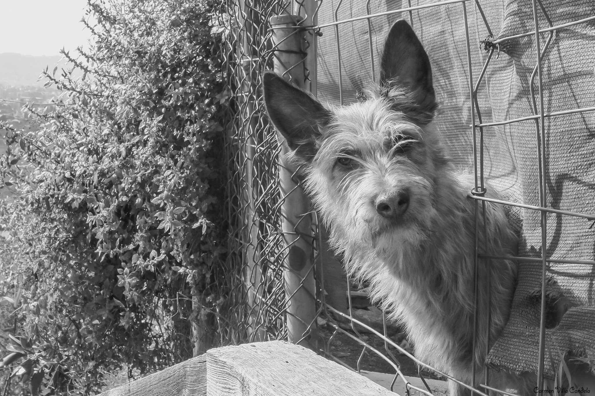 Samsung NX500 + Samsung NX 16-50mm F3.5-5.6 Power Zoom ED OIS sample photo. Beware of the sweet dog! photography