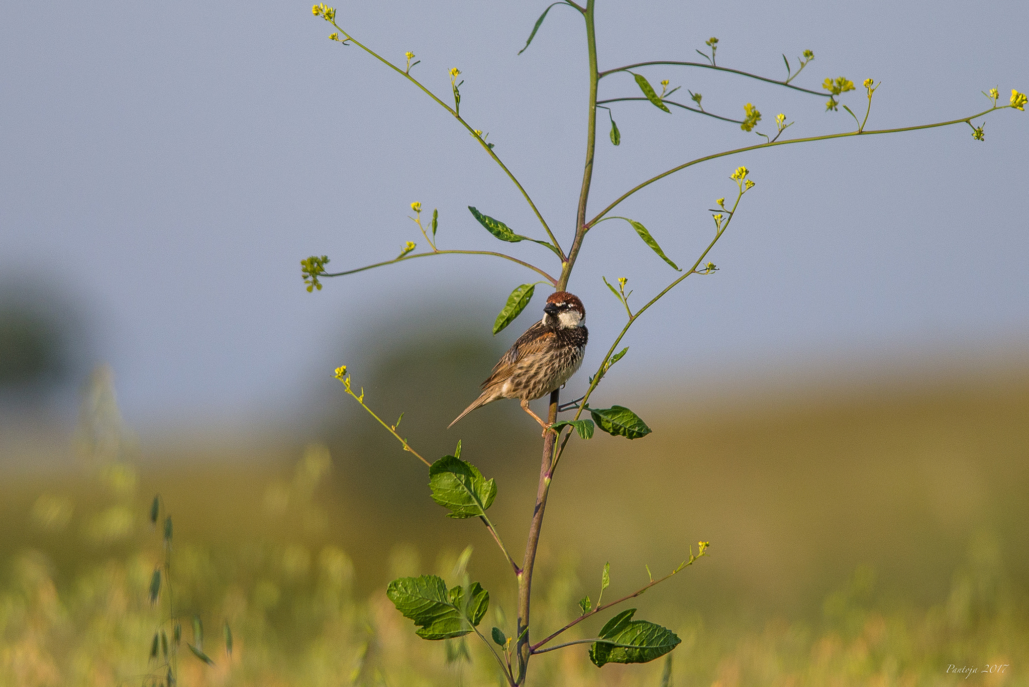 Nikon D600 sample photo. Little bird in little tree photography