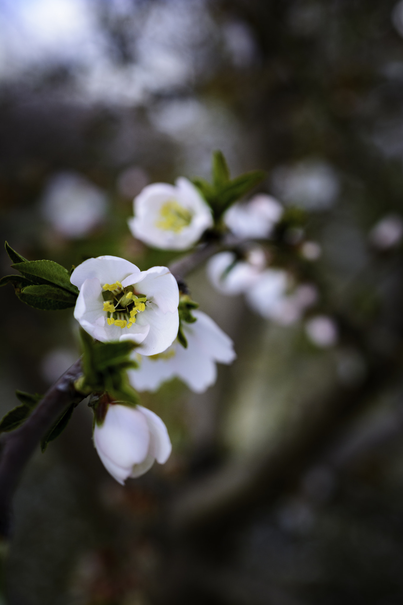 Nikon AF-S DX Micro Nikkor 40mm F2.8 sample photo. Almond flower photography