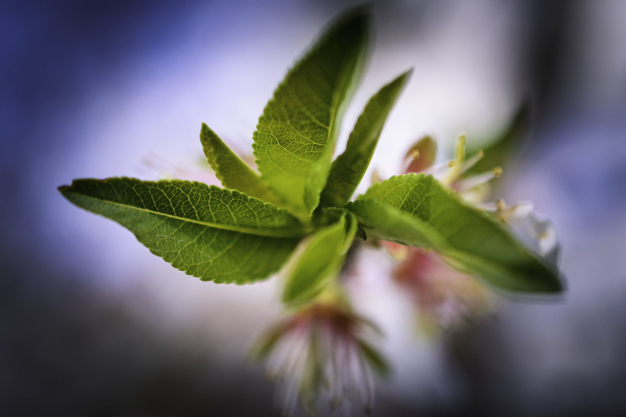 Nikon AF-S DX Micro Nikkor 40mm F2.8 sample photo. Almond blossom photography