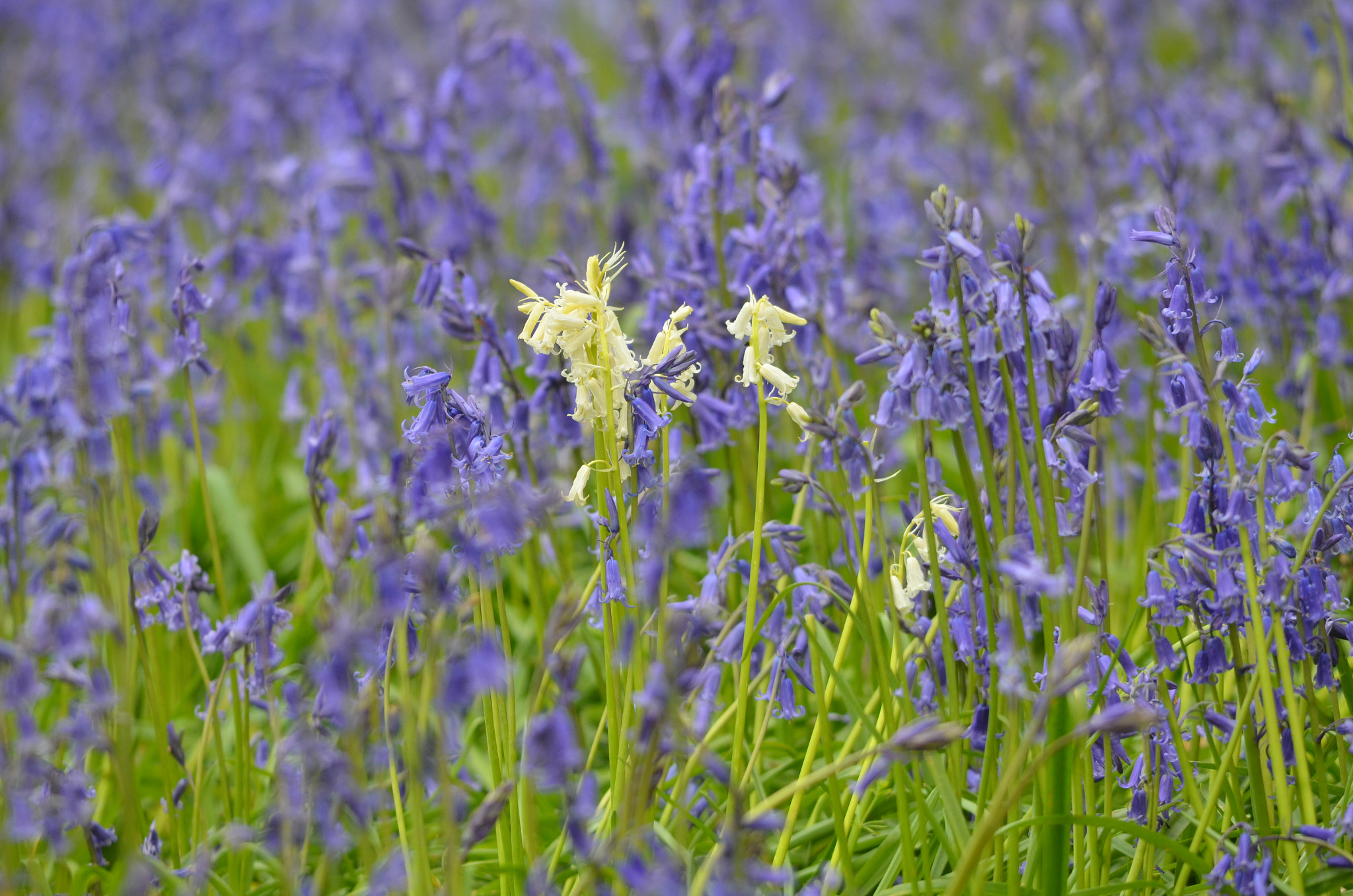 Sigma 150-500mm F5-6.3 DG OS HSM sample photo. Be different photography