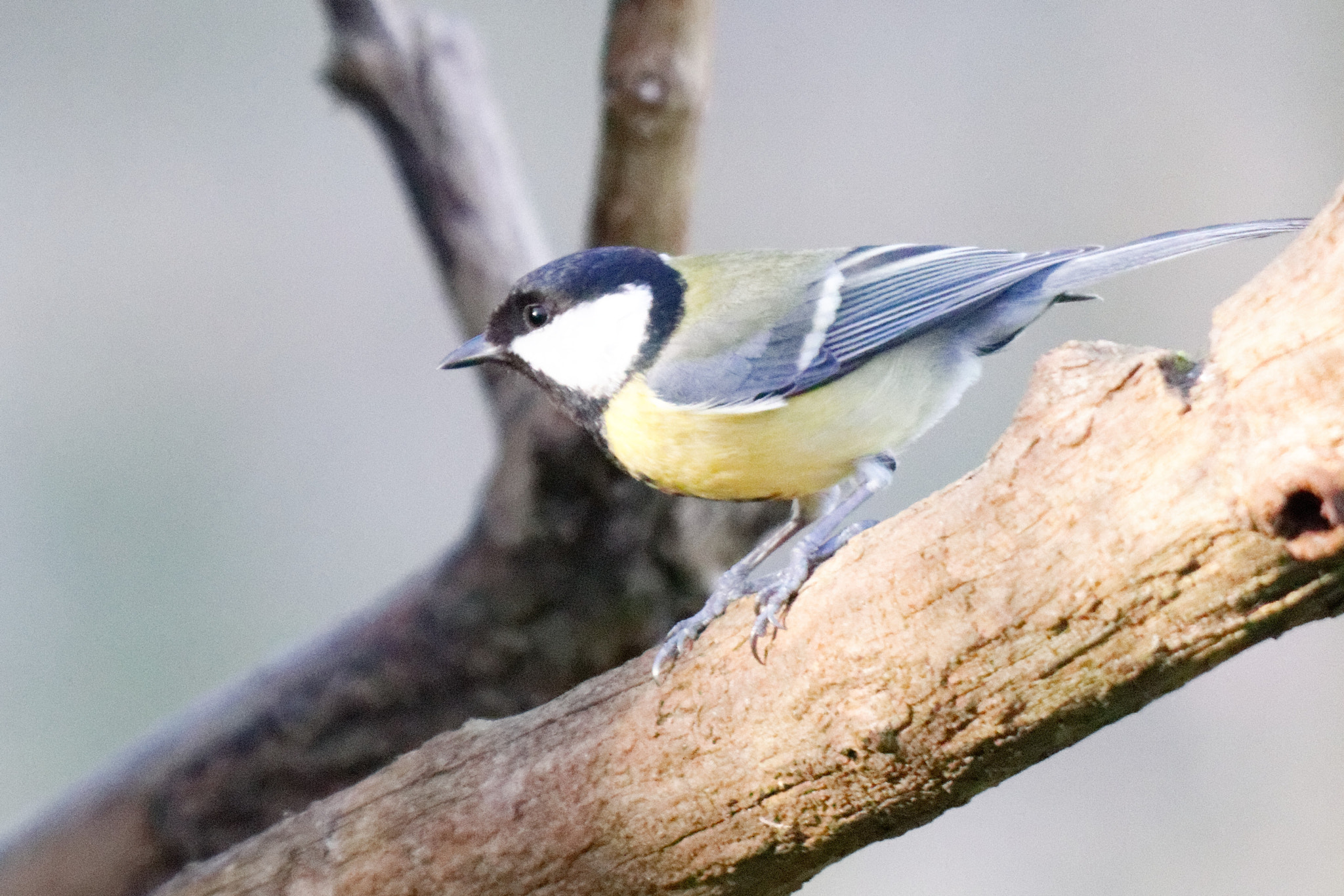 Sigma 150-500mm F5-6.3 DG OS HSM sample photo